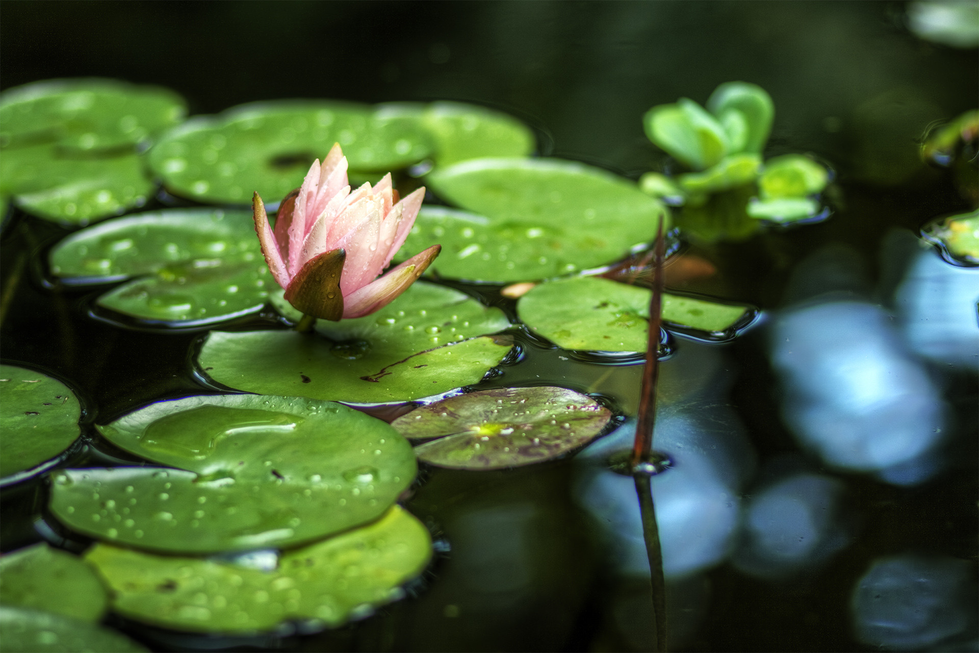 Lily Pad Background ·① WallpaperTag