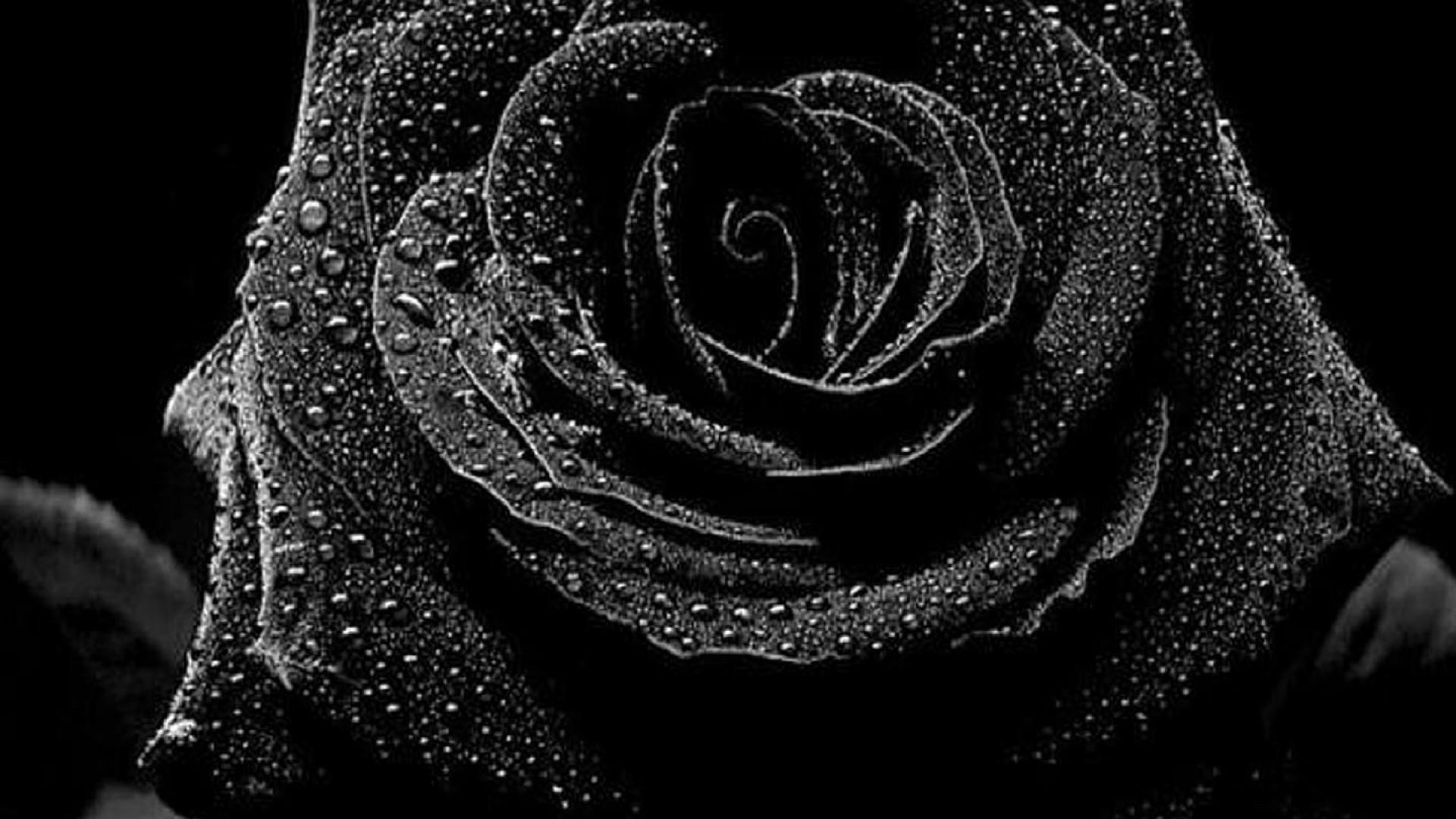  Black  Rose  Wallpaper    WallpaperTag