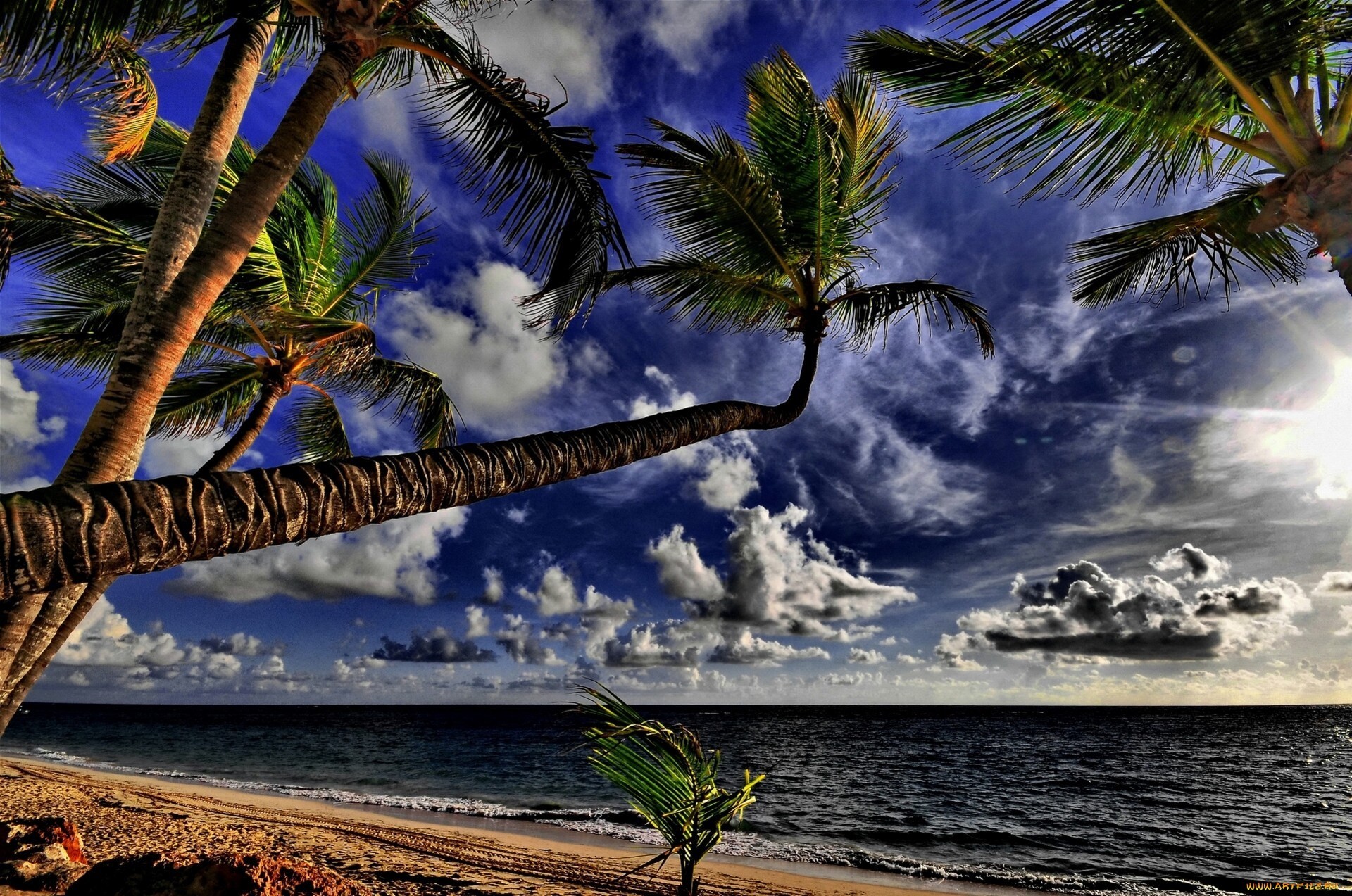 Palm Tree Desktop Wallpaper ·① WallpaperTag