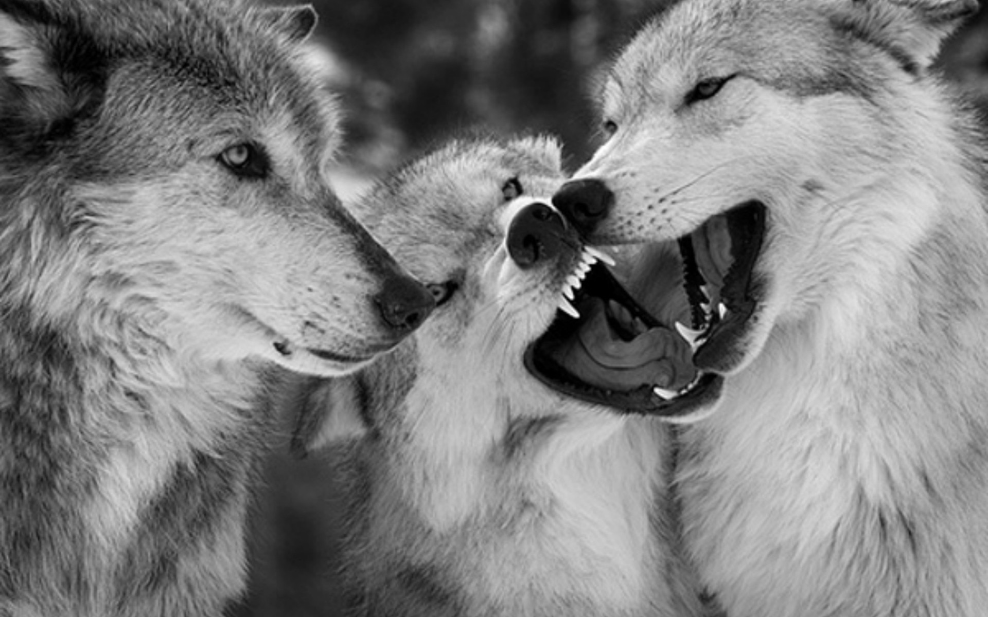 Majestic Wolf Wallpaper ·① WallpaperTag