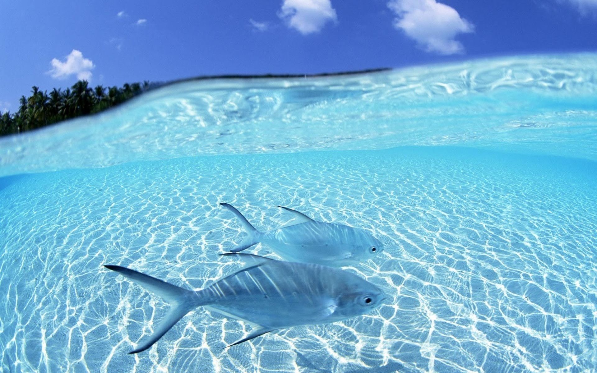 Fish, Shallow water, Sand, Split view, Full HD, wallpaper for PC
