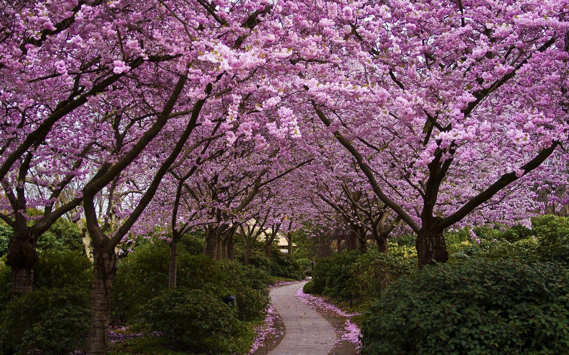 Cherry blossom trees, Garden path, Pink canopy, Spring, 1920x1200, MacBook Pro wallpaper