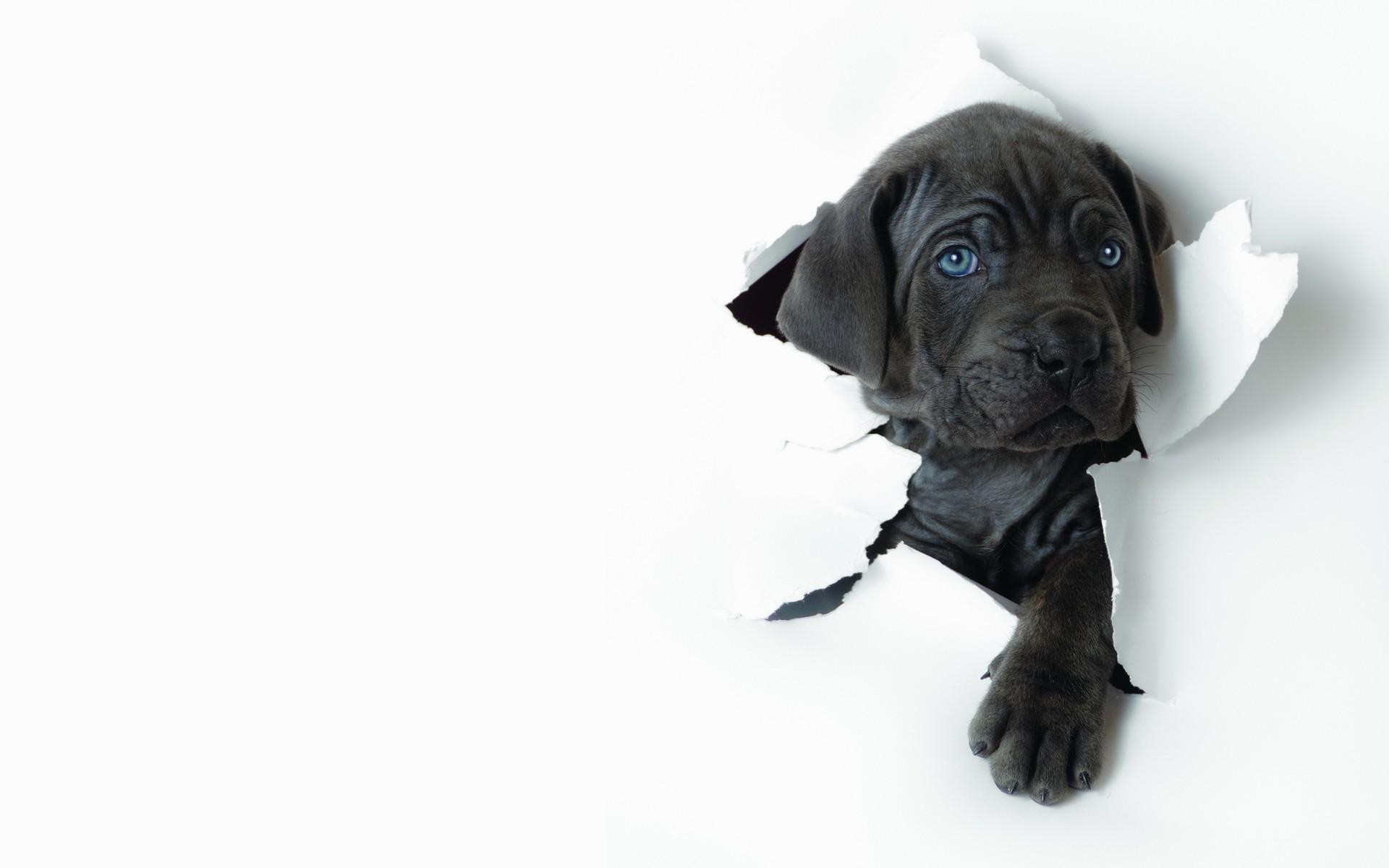 Puppy, Cane Corso, Torn paper, White background, Blue eyes, 1920x1200, PC wallpaper