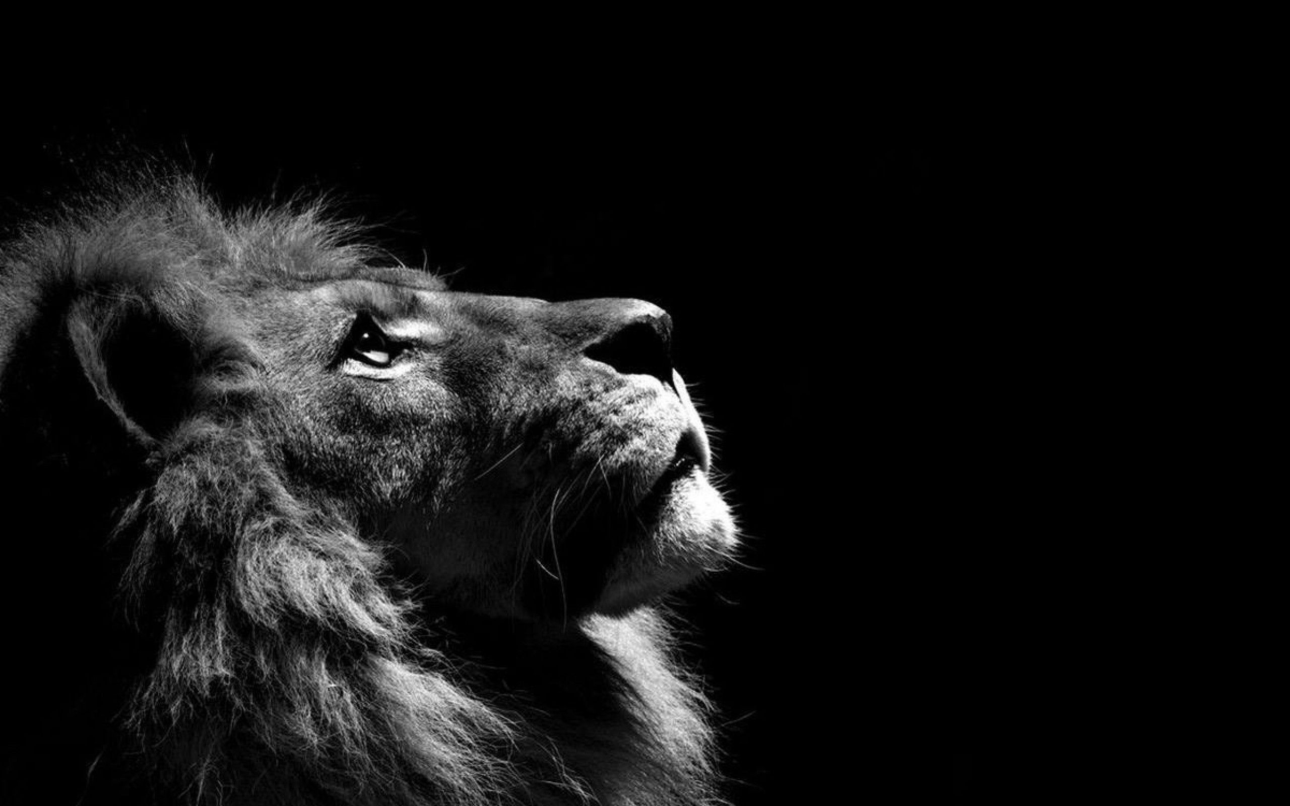 wallpapers with lion