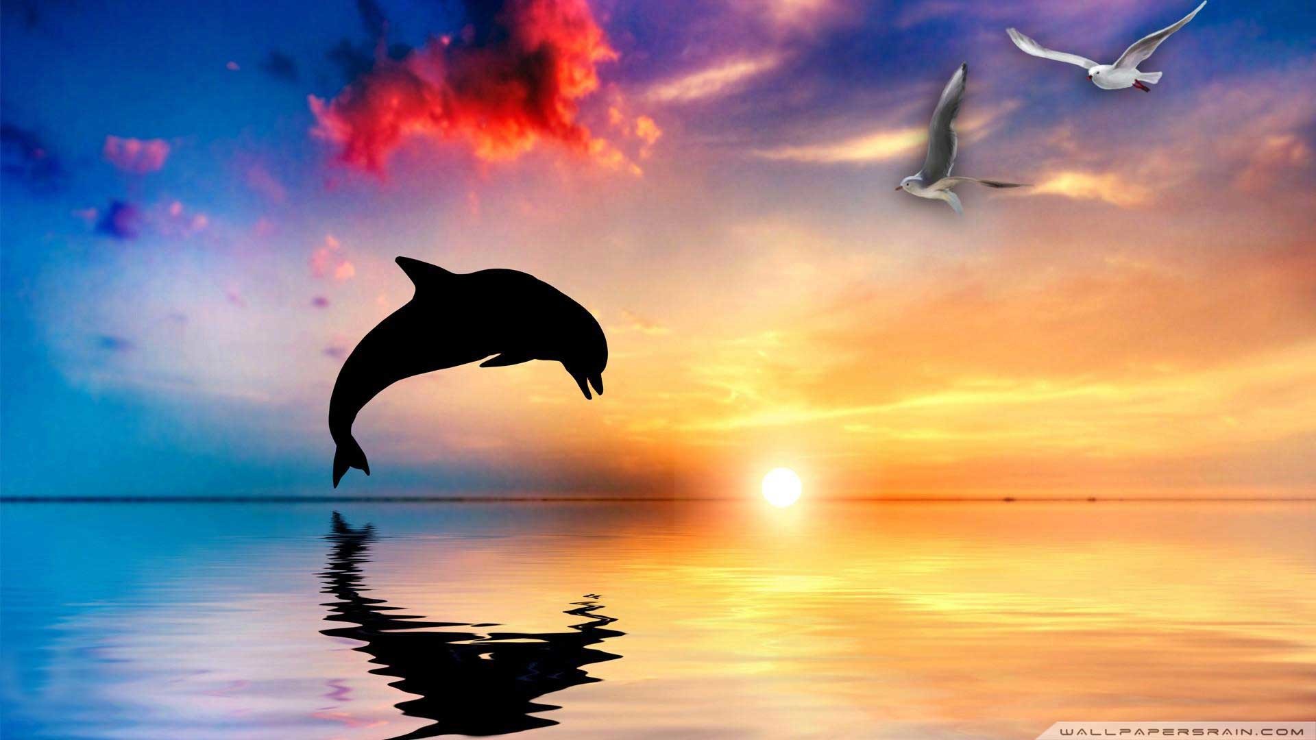 Dolphin silhouette, Sunset, Seagulls, Reflection, Full HD, Windows 11 wallpaper