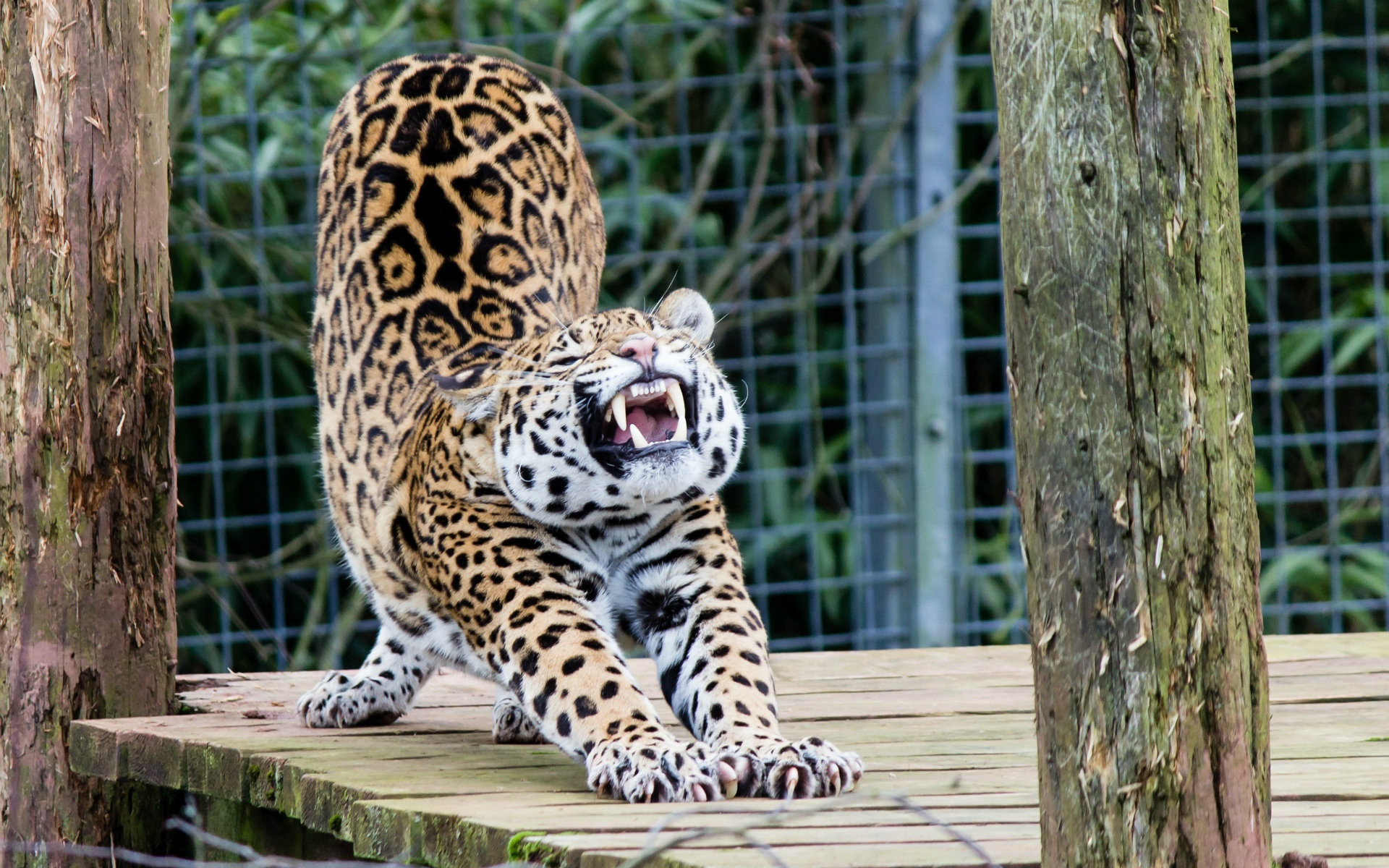 Jaguar, Stretching, Yawn, Enclosure, 1920x1200, desktop background