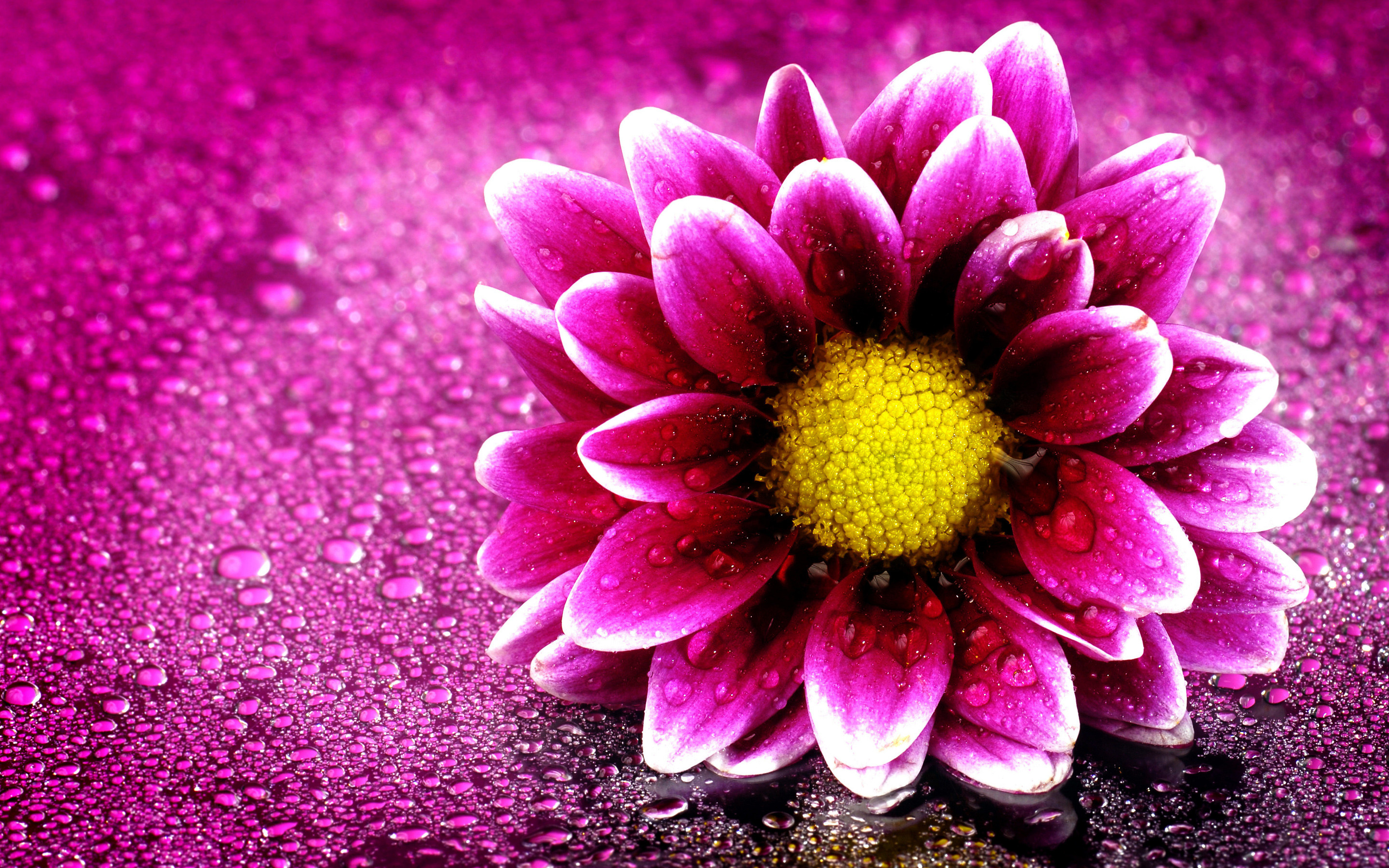 Pink Flower Desktop Wallpaper WallpaperTag