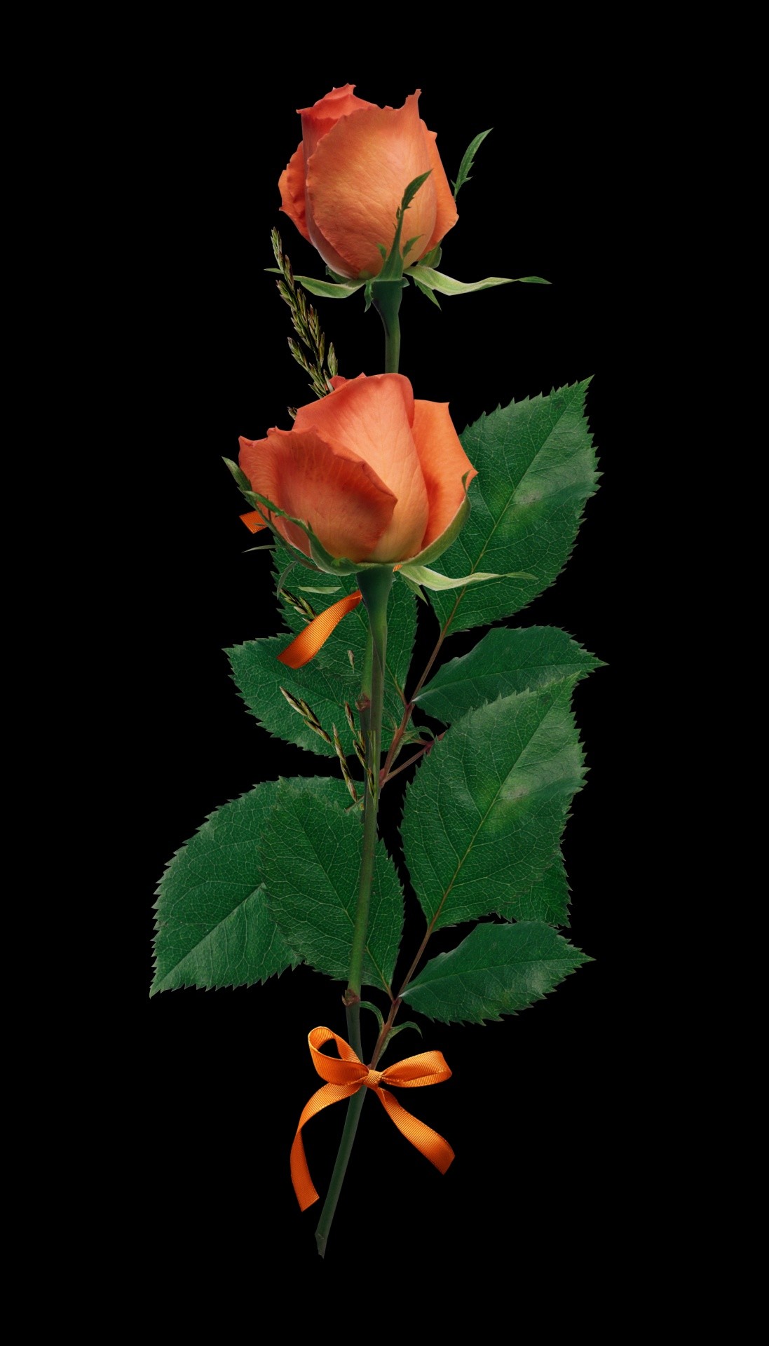 Orange roses, Ribbon, Black background, wallpaper for iPhone and Android