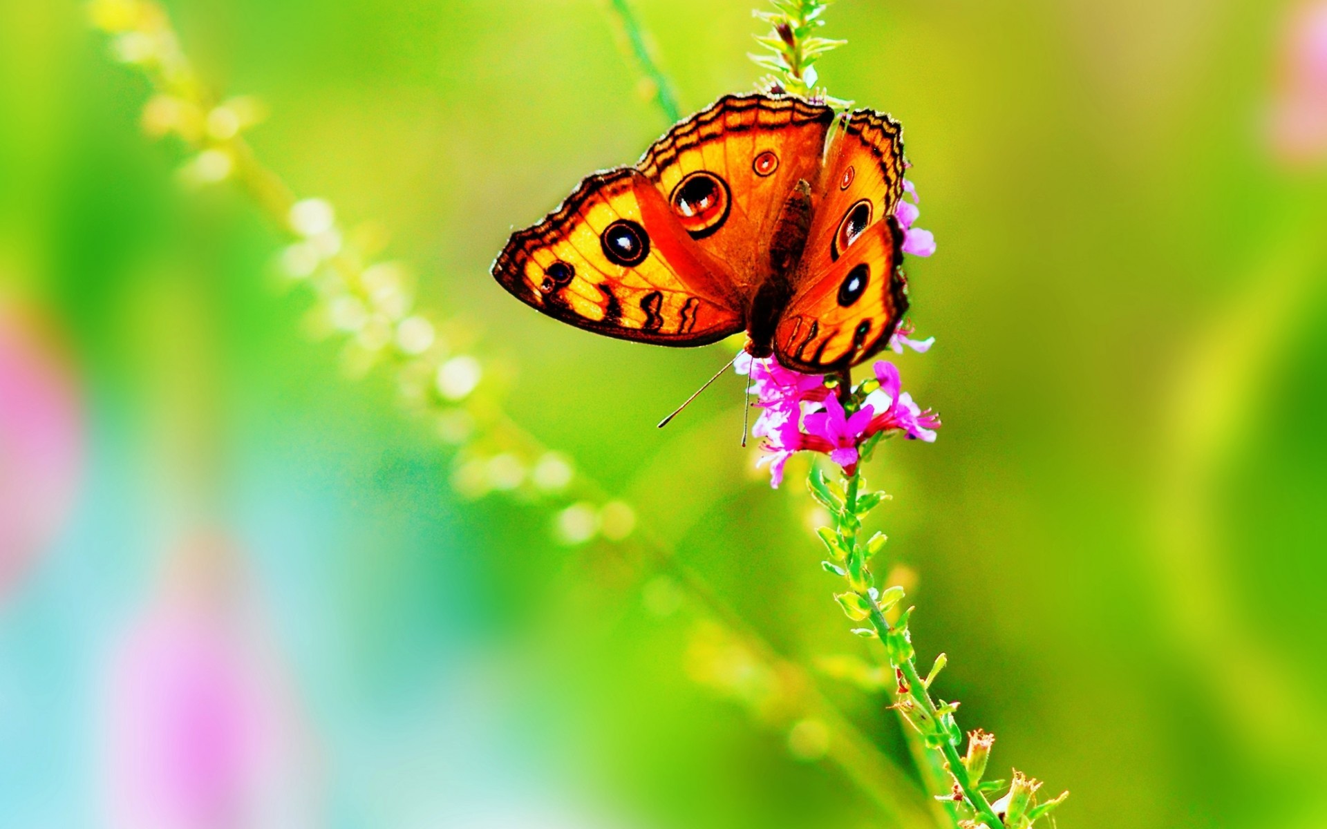  Cute  Butterfly  Wallpapers    WallpaperTag