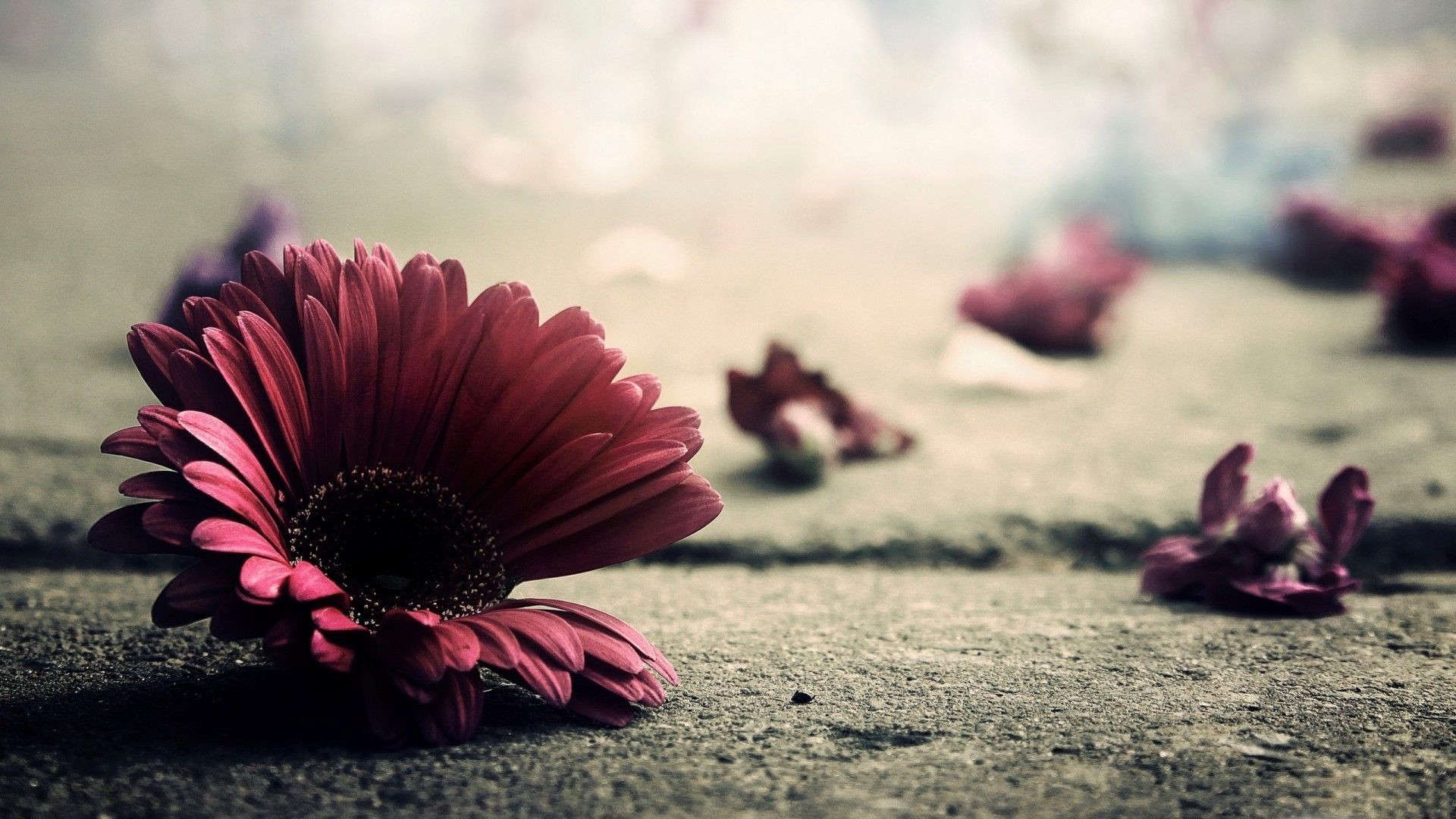 Tumblr Desktop Wallpaper Download Free Awesome Full Hd Backgrounds For Desktop Mobile Laptop In Any Resolution Desktop Android Iphone Ipad 1920x1080 2560x1440 320x480 1920x1200 Etc Wallpapertag