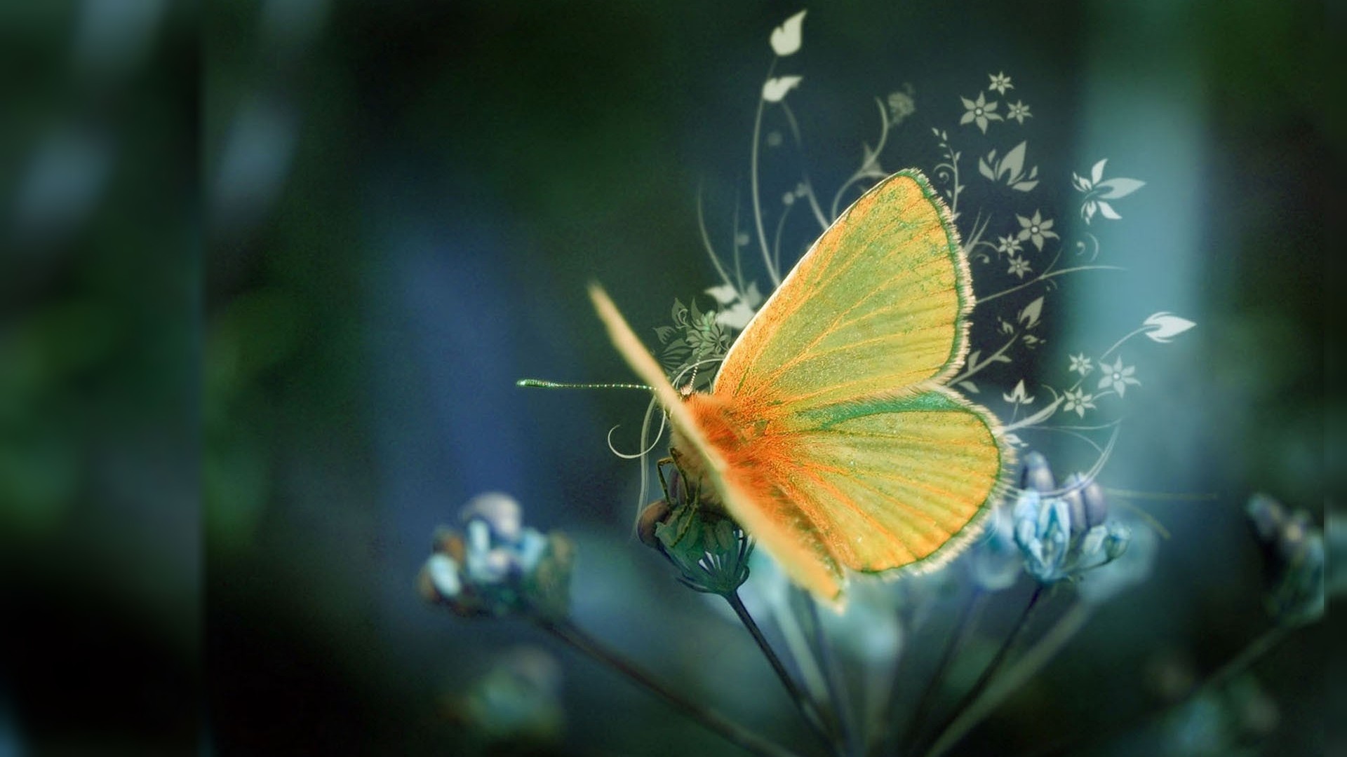 Yellow butterfly, Macro photography, Floral pattern, Depth of field, 1080p desktop wallpaper