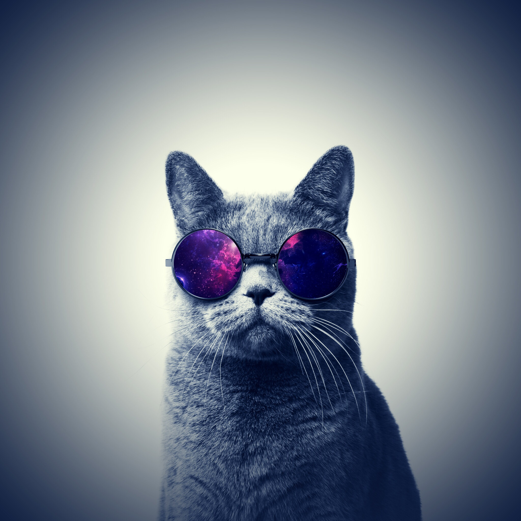 Аватарки на телефон вк. Крутые коты. Кот в очках. Крутой кот. Крутой котик в очках.