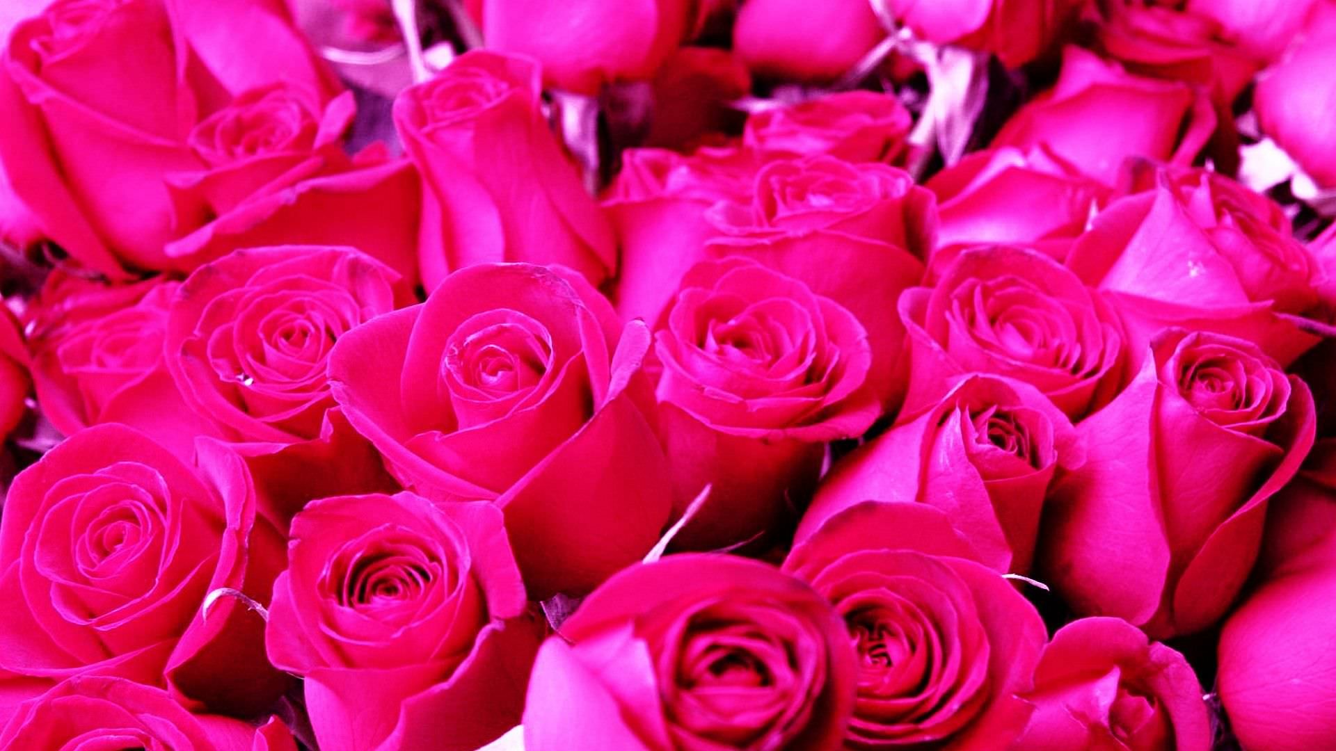 Pink Rose Background ①