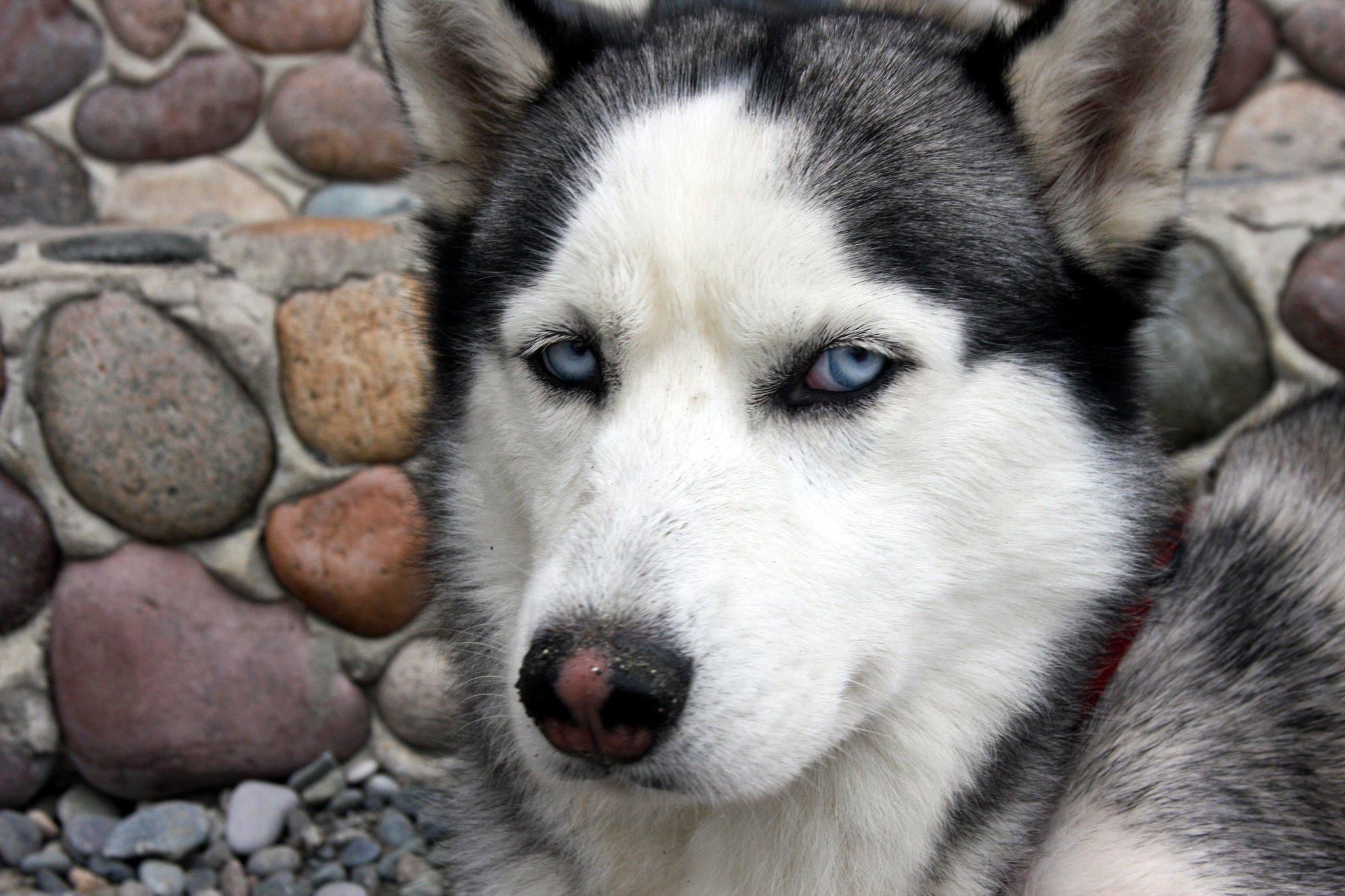 Порода собак с голубыми глазами. Сибирский хаски. Маламут Аляскинский голубоглазый. Сибирские хаски голубоглазые. Сибирский хаски щенки.