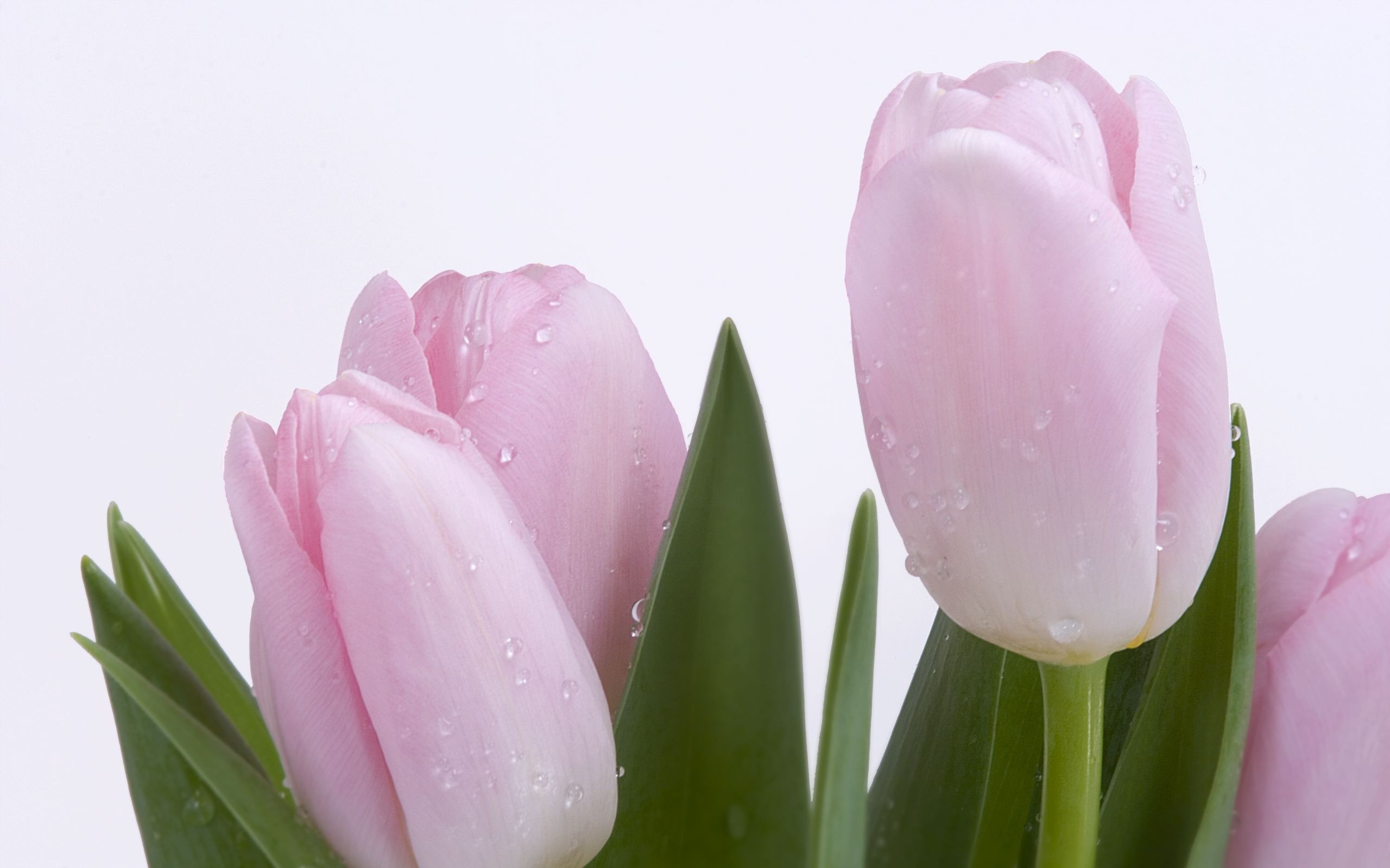 Tulip, Pink tulip, Cut flower, Raindrops, White background, Close-up, 2K laptop wallpaper