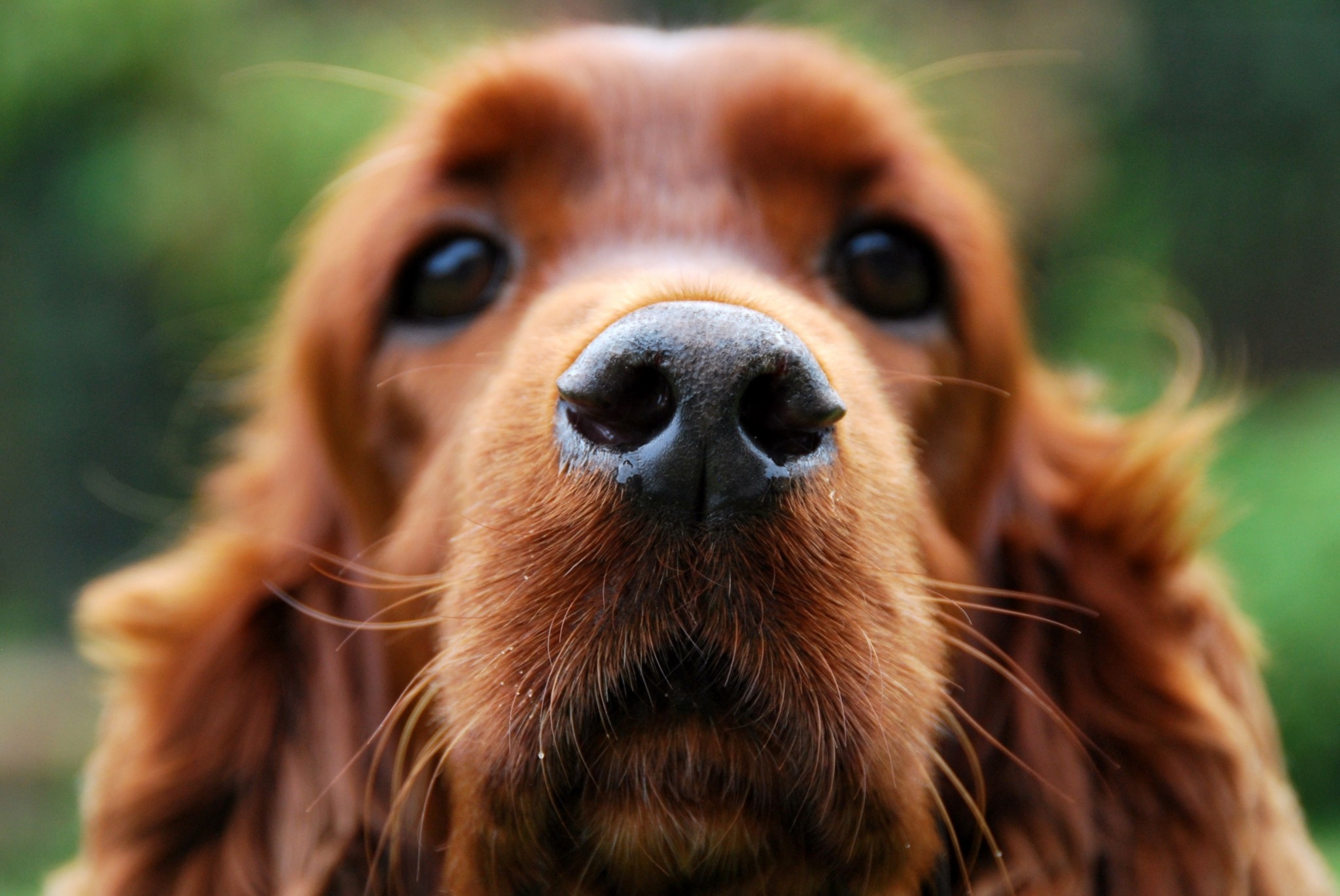 54+ Dog backgrounds ·① Download free amazing wallpapers of ...
