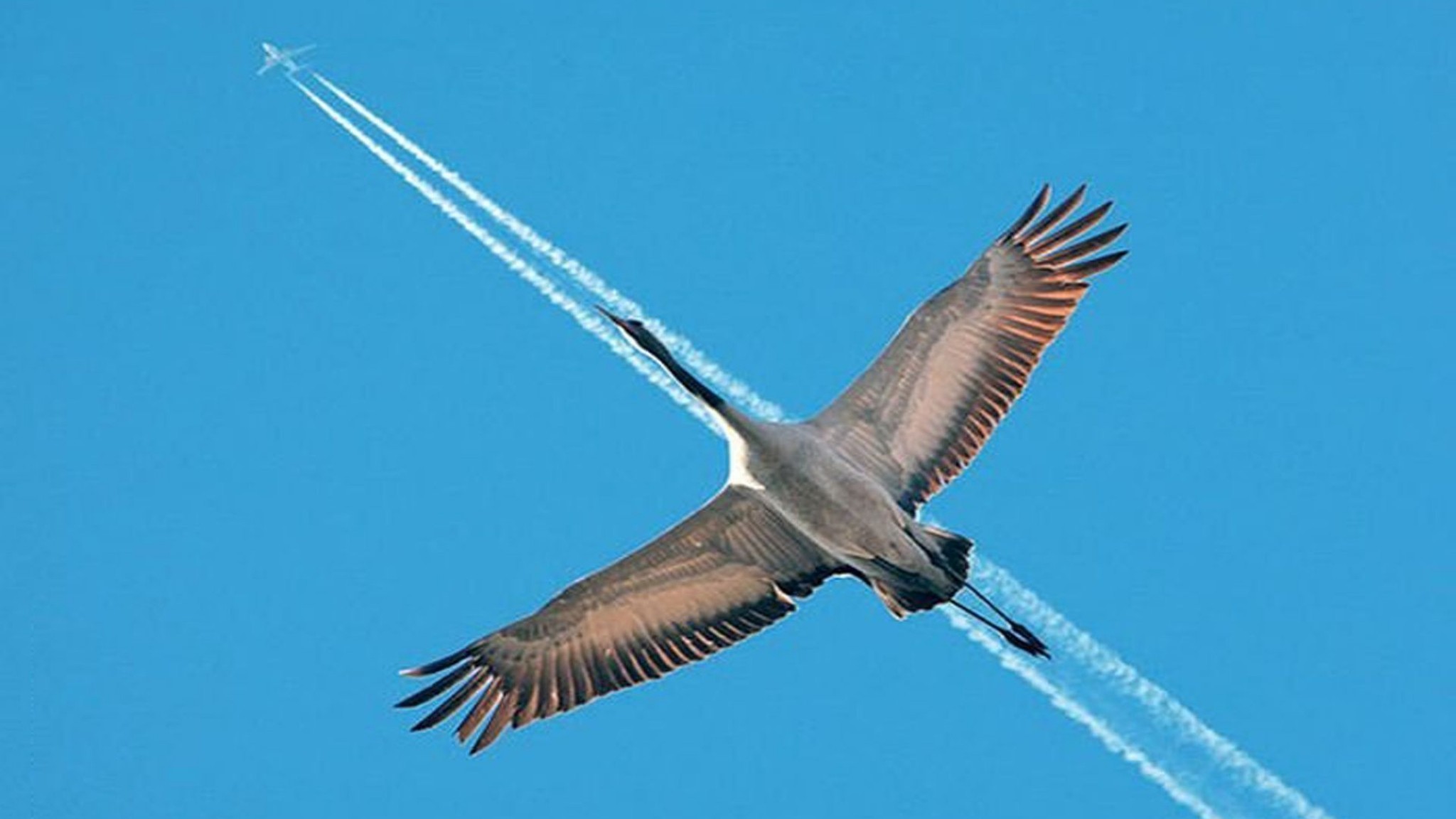 Самолеты машут крыльями. Журавль в полете. Это птица это самолет. Полет журавлей. Самолет с крыльями птицы.