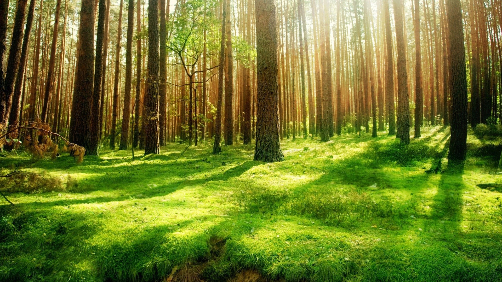 Pine forest, Sunlight, Mossy ground, Coniferous trees, Nature, Full HD, laptop background