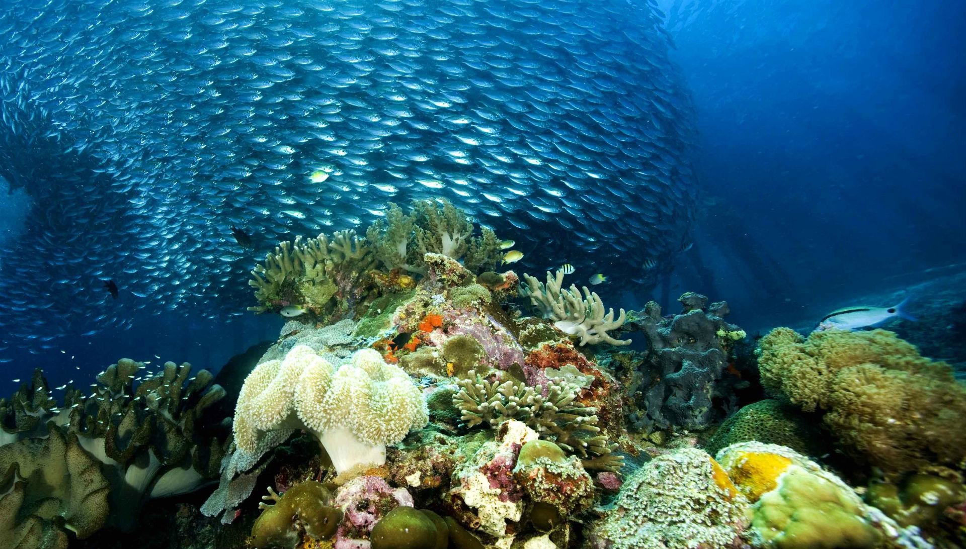 Жизнь тихого океана. Атлантический океан коралловый риф. Жак Ив Кусто большой Барьерный риф. Рифы в Атлантическом океане. Коралловый риф Бора Бора.