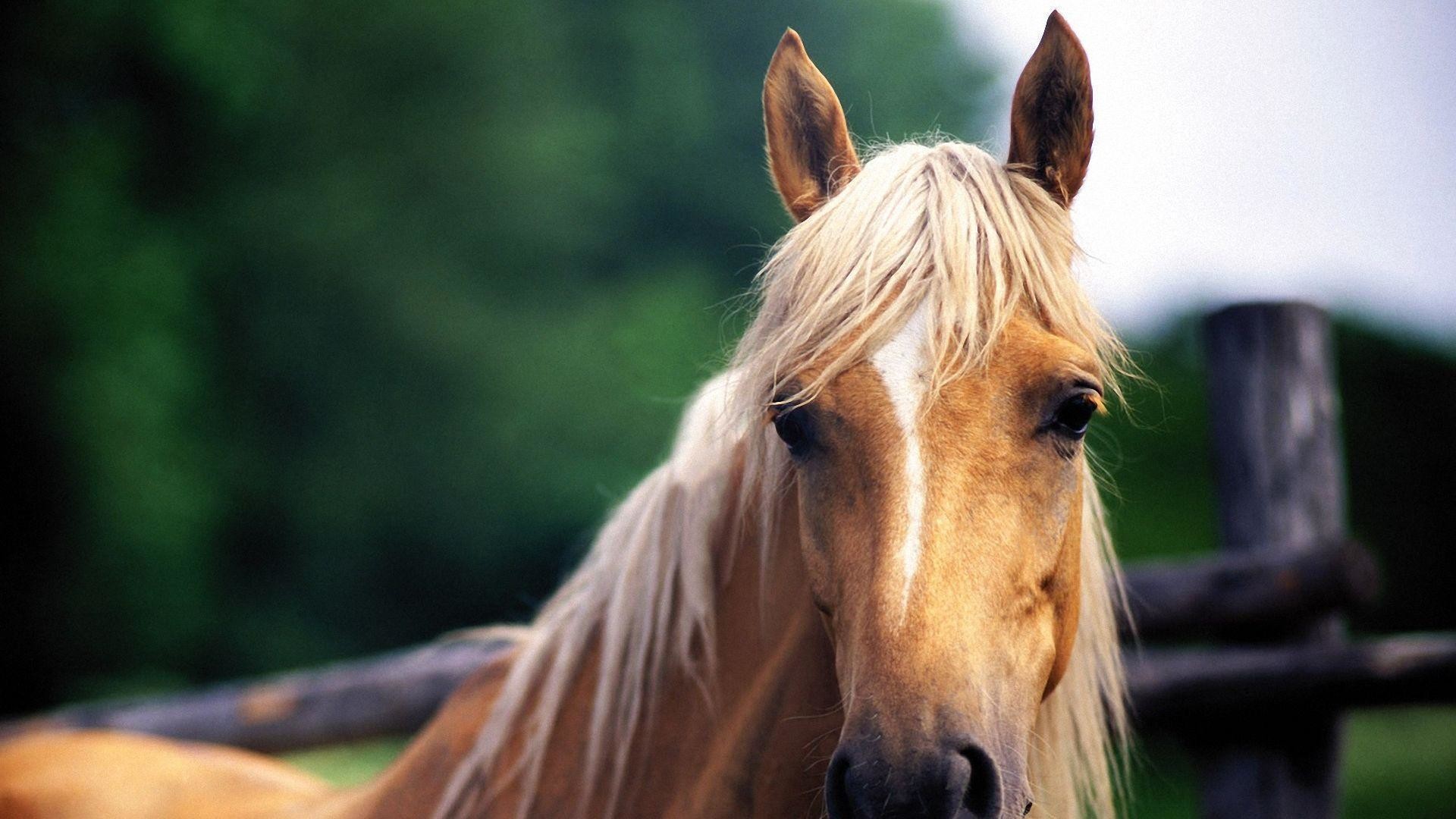 Бесплатны картинки лошади. Красивые лошади. Красивый конь. Морда лошади. Красивые морды лошадей.