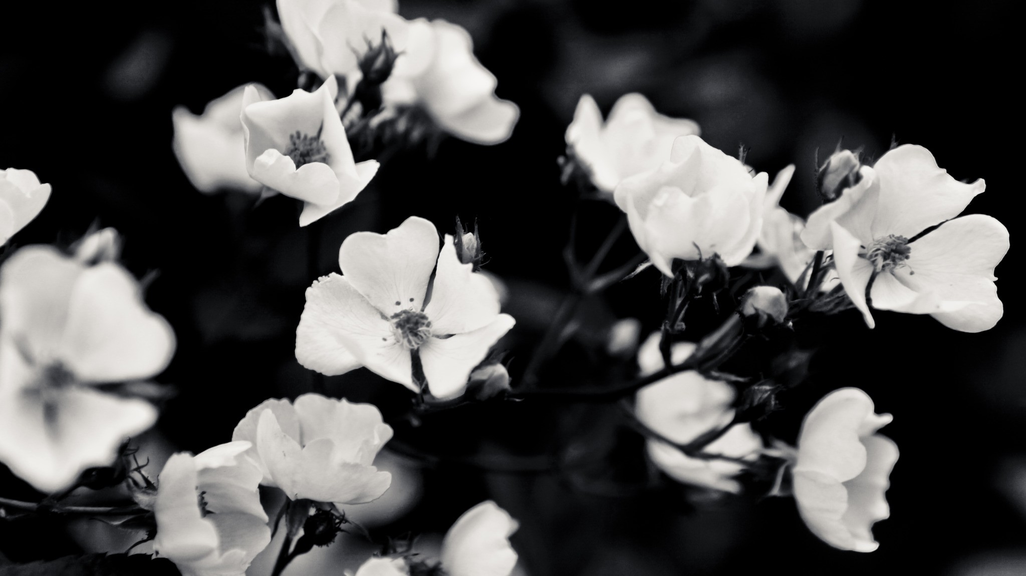 Black And White Aesthetic Desktop Wallpaper Hd - .2k, 4k, 5k hd wallpapers free download, these