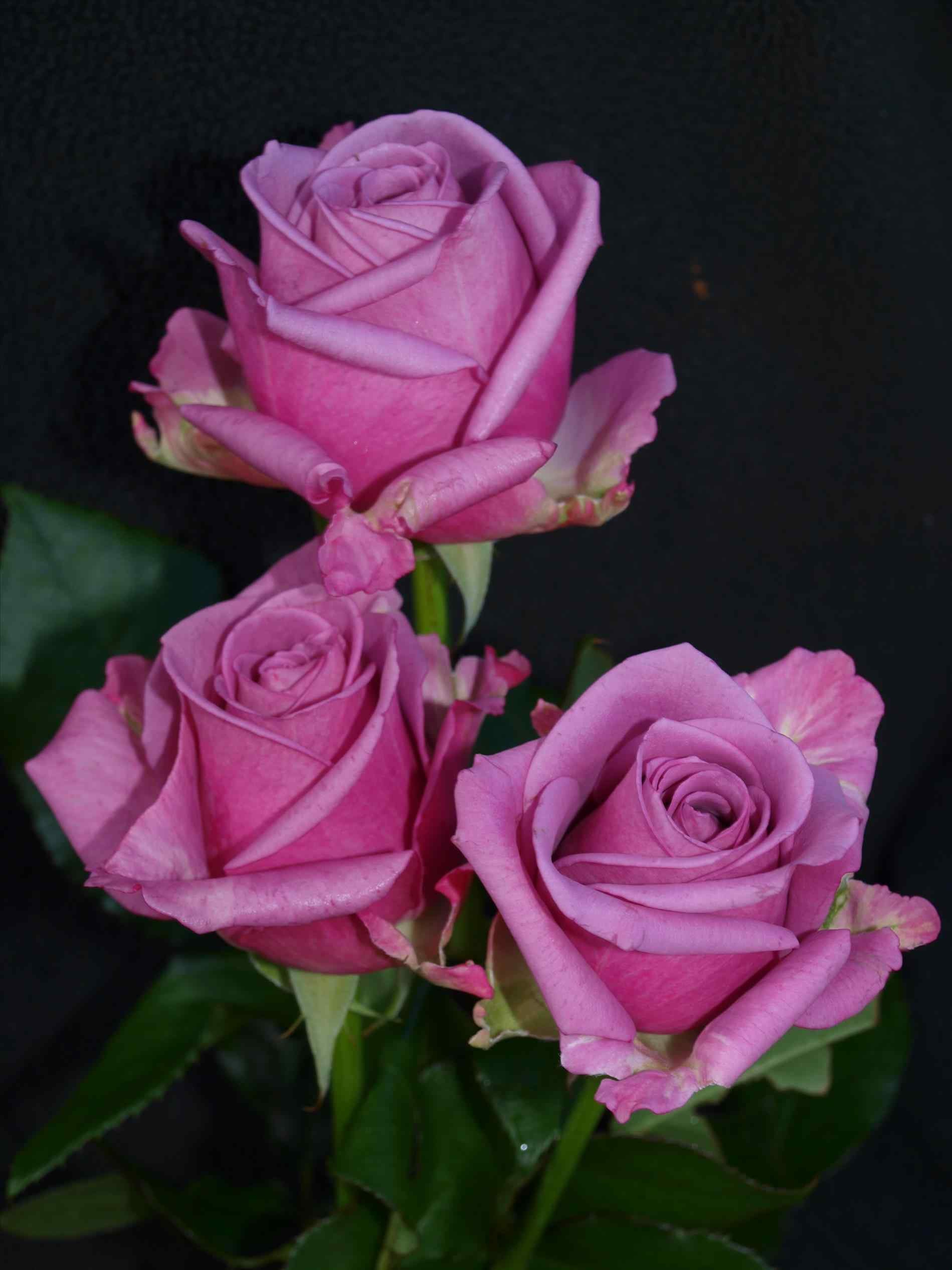 Purple Roses Wallpapers ·① WallpaperTag