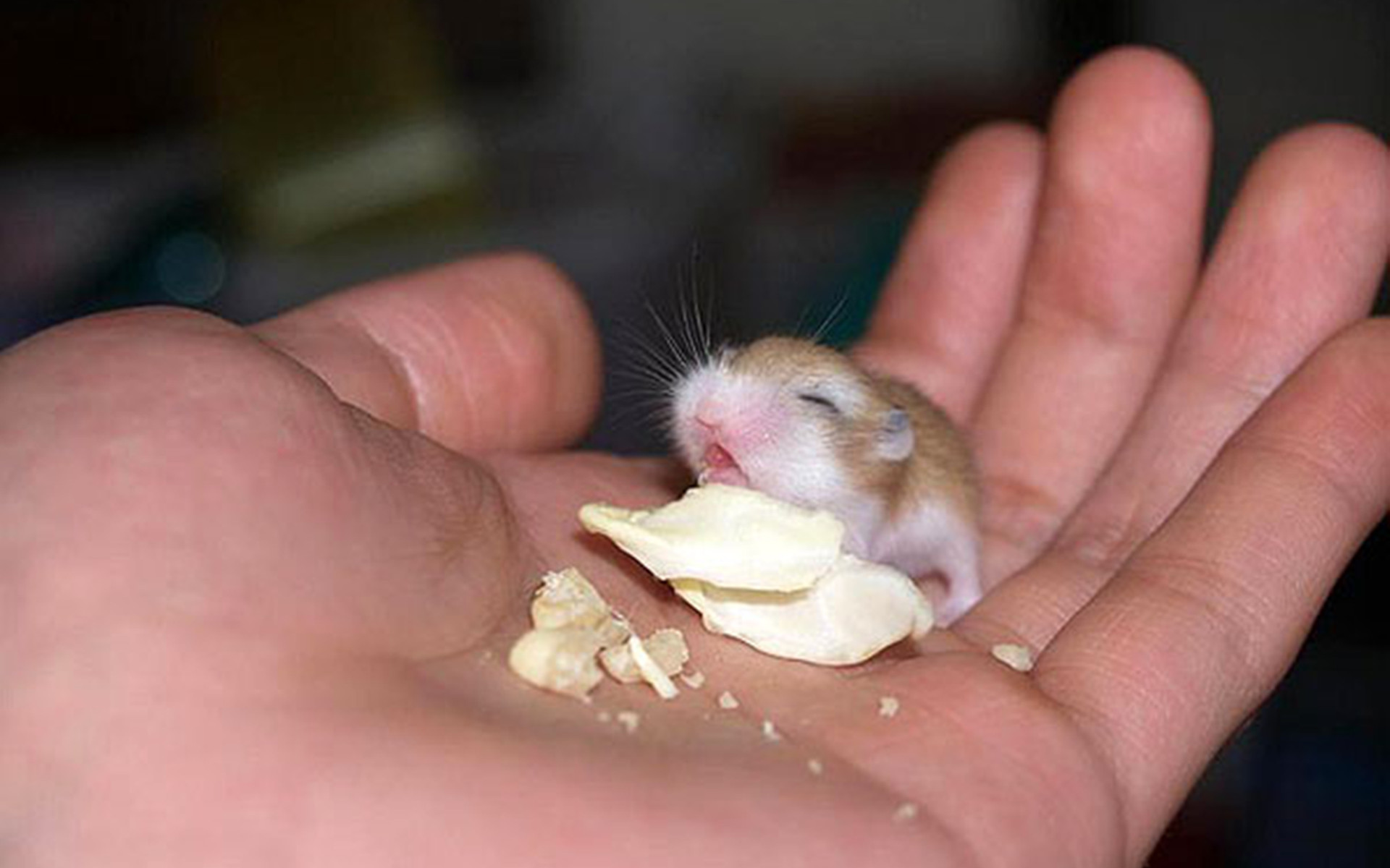 Hamster ruso bebe