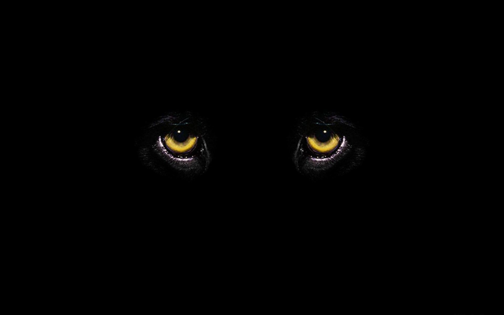 Обои глазки. Глаза в темноте. Глаза на черном фоне. Глаза животных в темноте. Глаза пантеры.