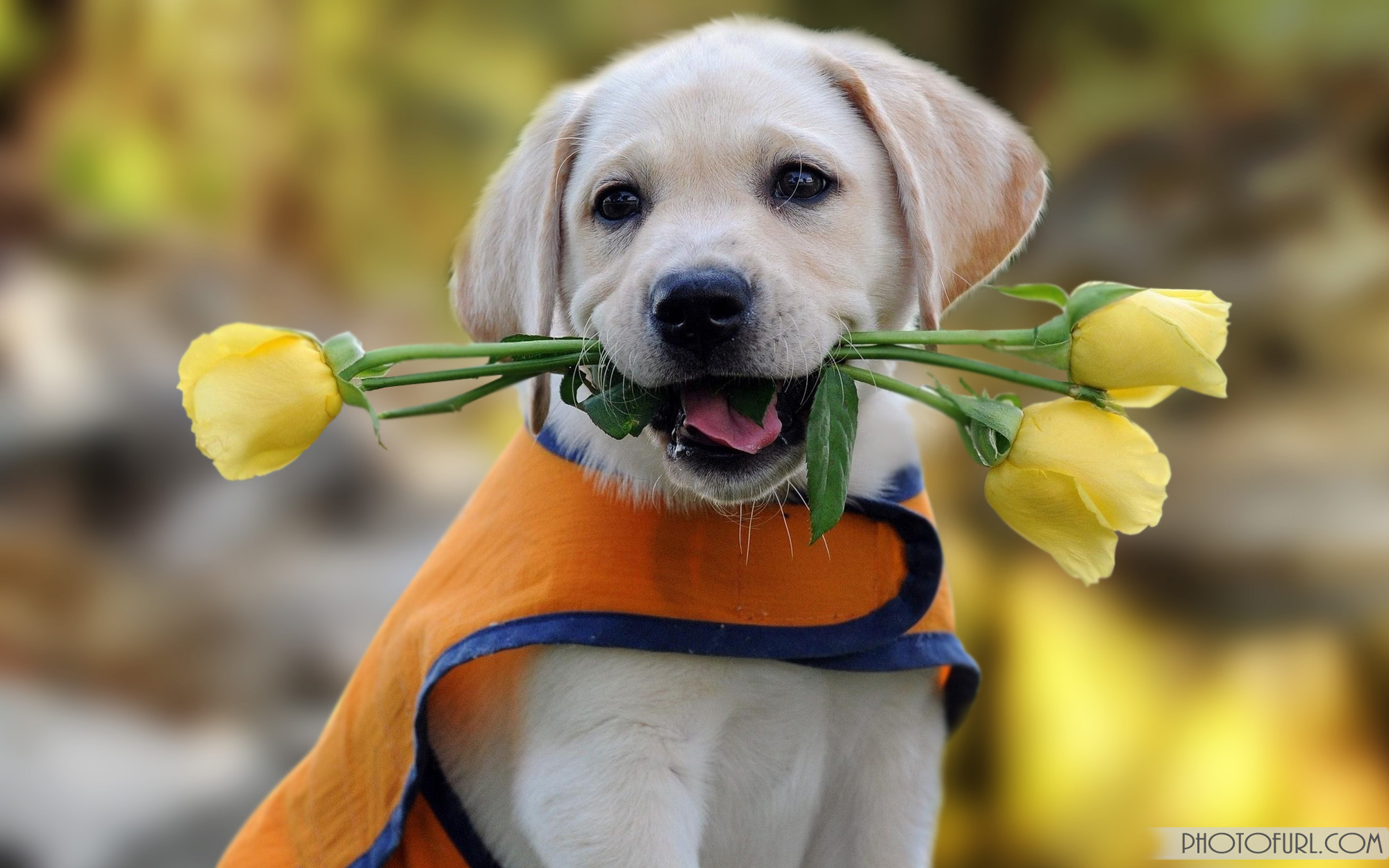 49+ Baru Cute Dog Wallpaper Download