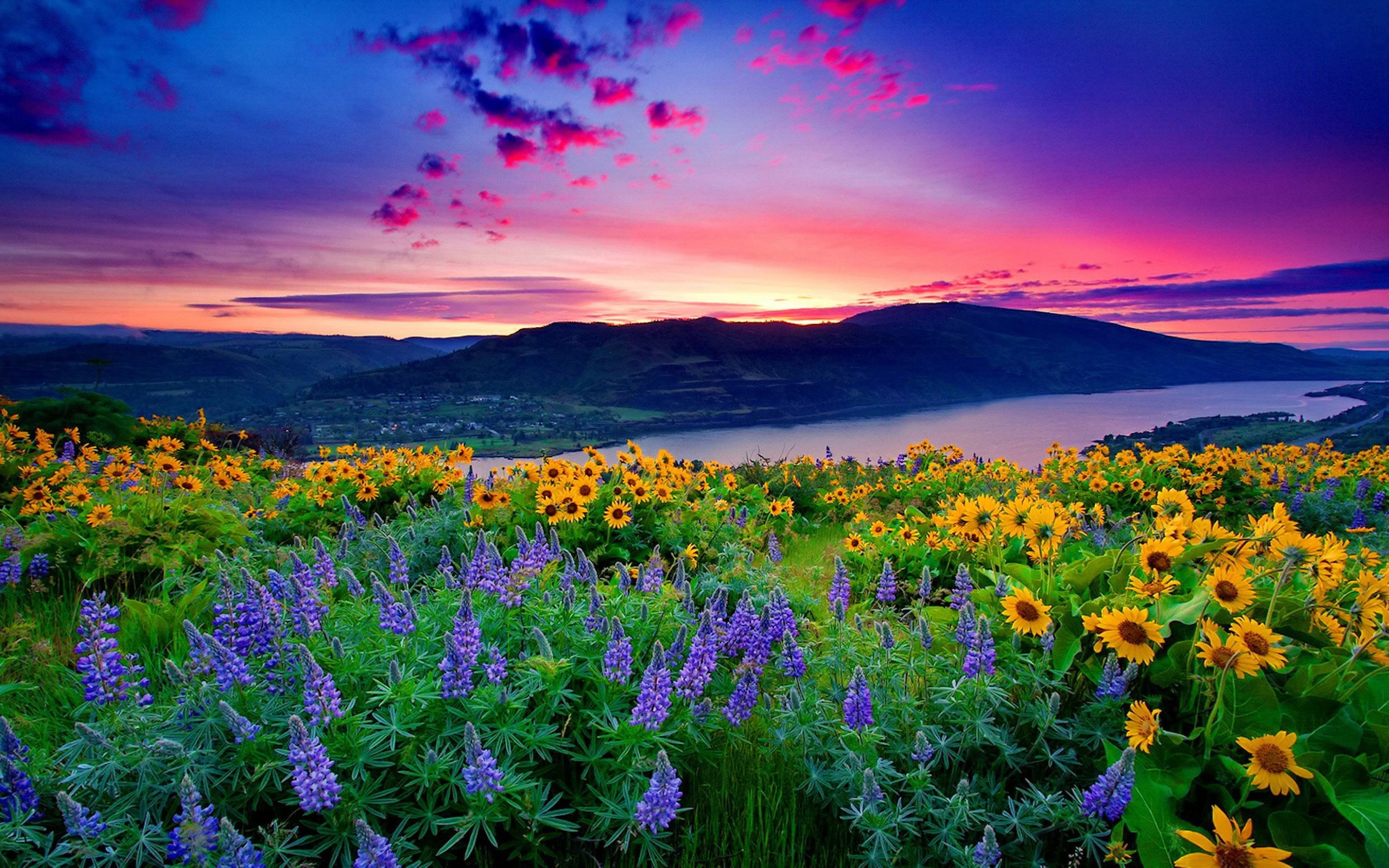 pretty flower scenery