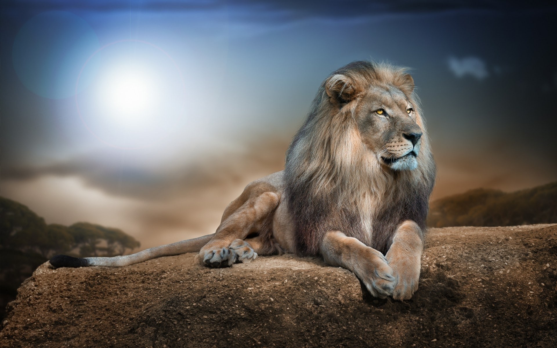 Lion Wallpaper Hd ① Download Free Amazing Hd Wallpapers For