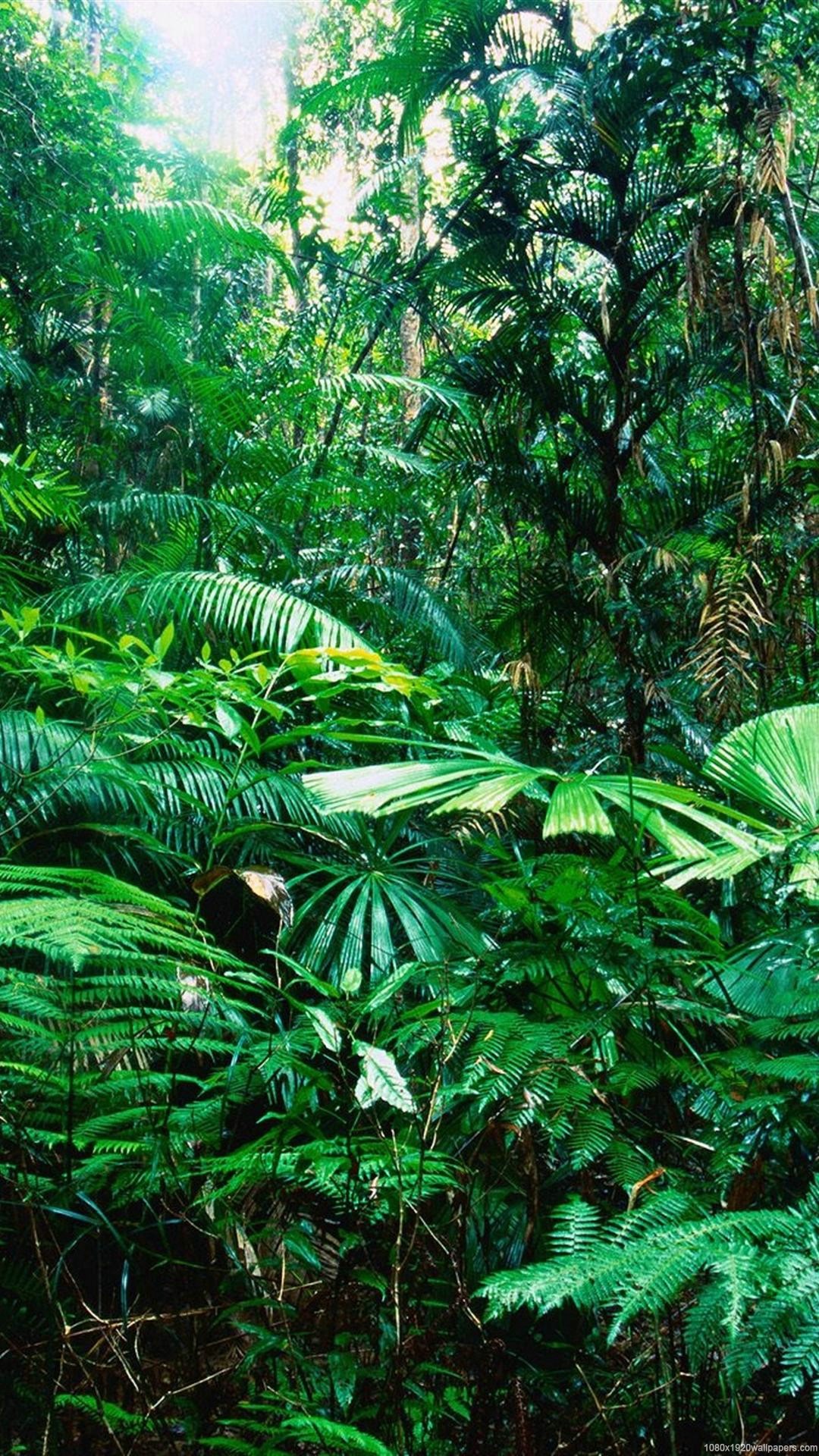 Tropical RainForest Wallpaper ·① WallpaperTag