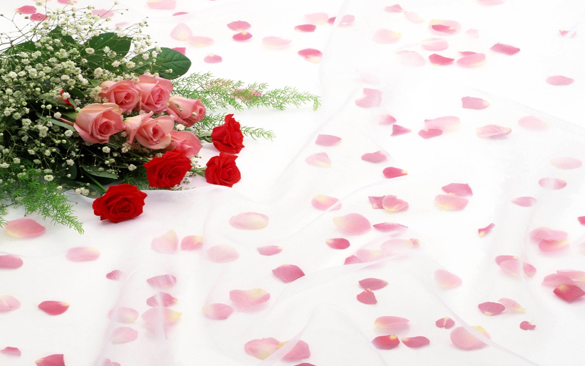 Roses, Flower petals, Rose bouquet, White veil, Scattered petals, 16:10 Full HD wallpaper