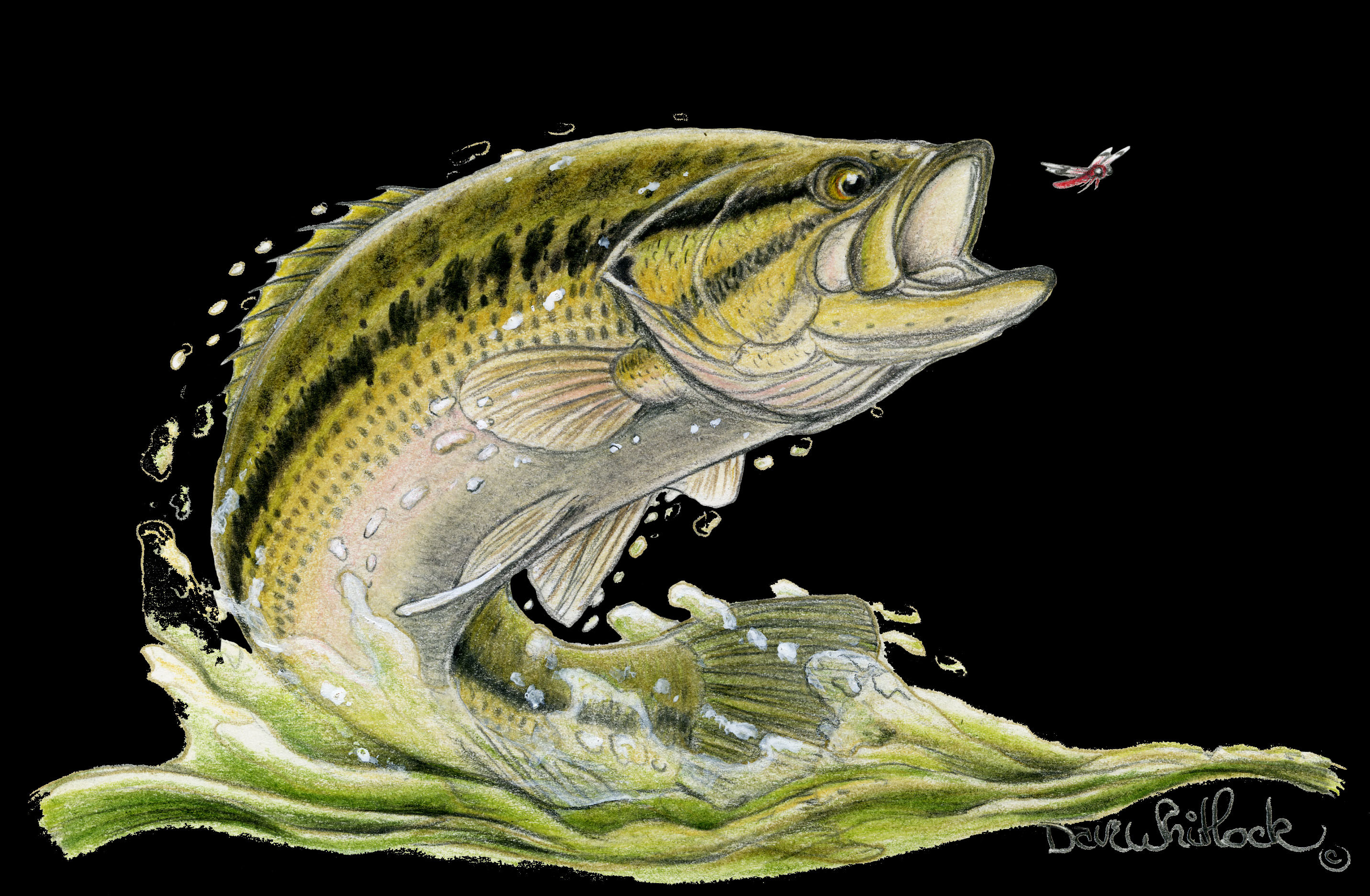 Largemouth Bass Wallpaper ·① WallpaperTag