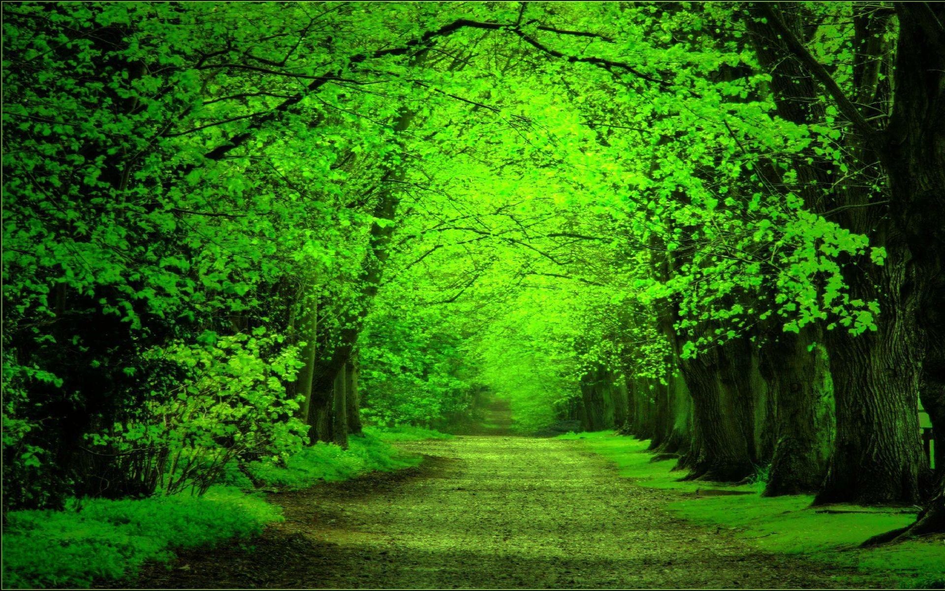 Green Forest Background ·① WallpaperTag