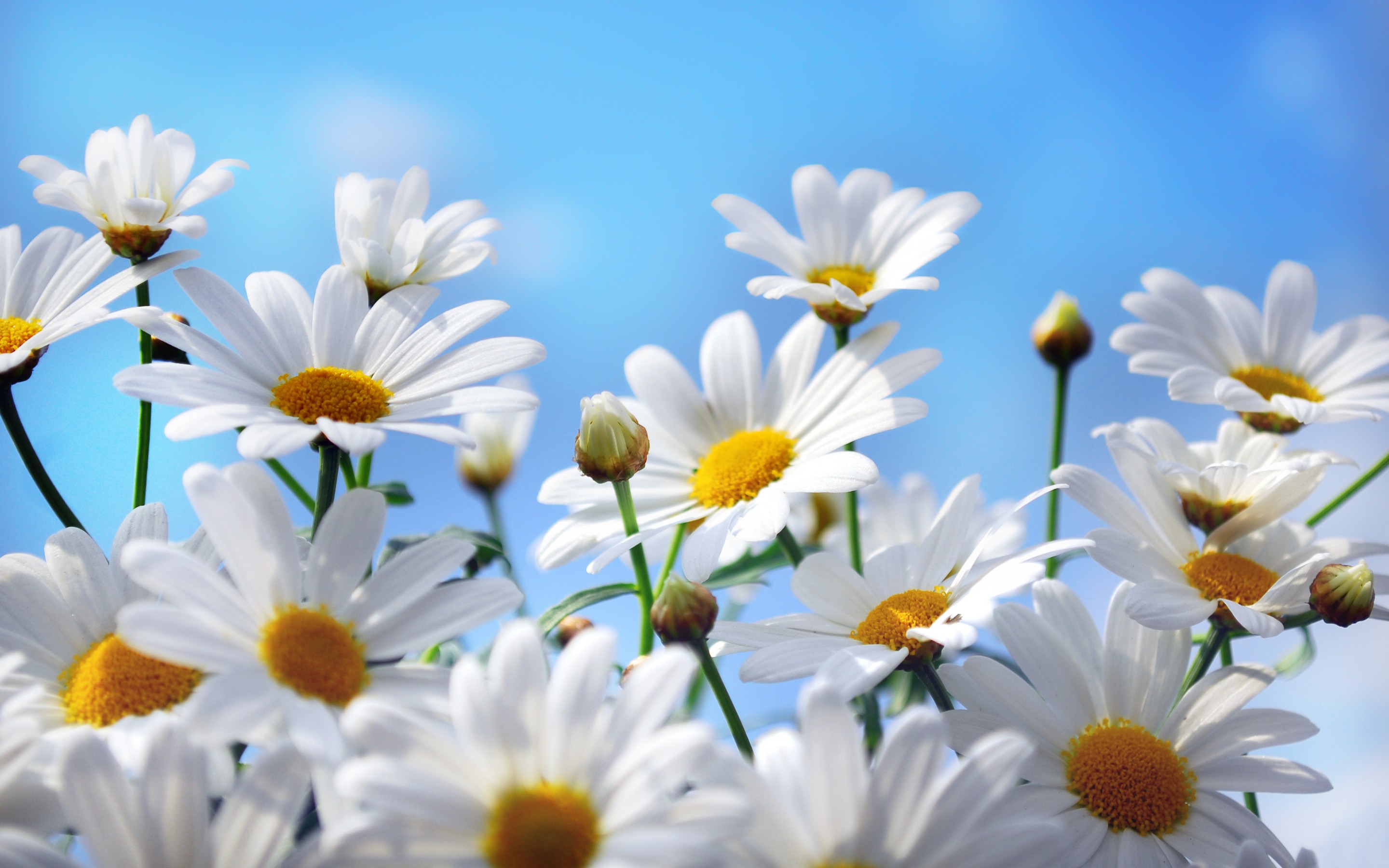 Daisy background ·① Download free cool High Resolution backgrounds for ...