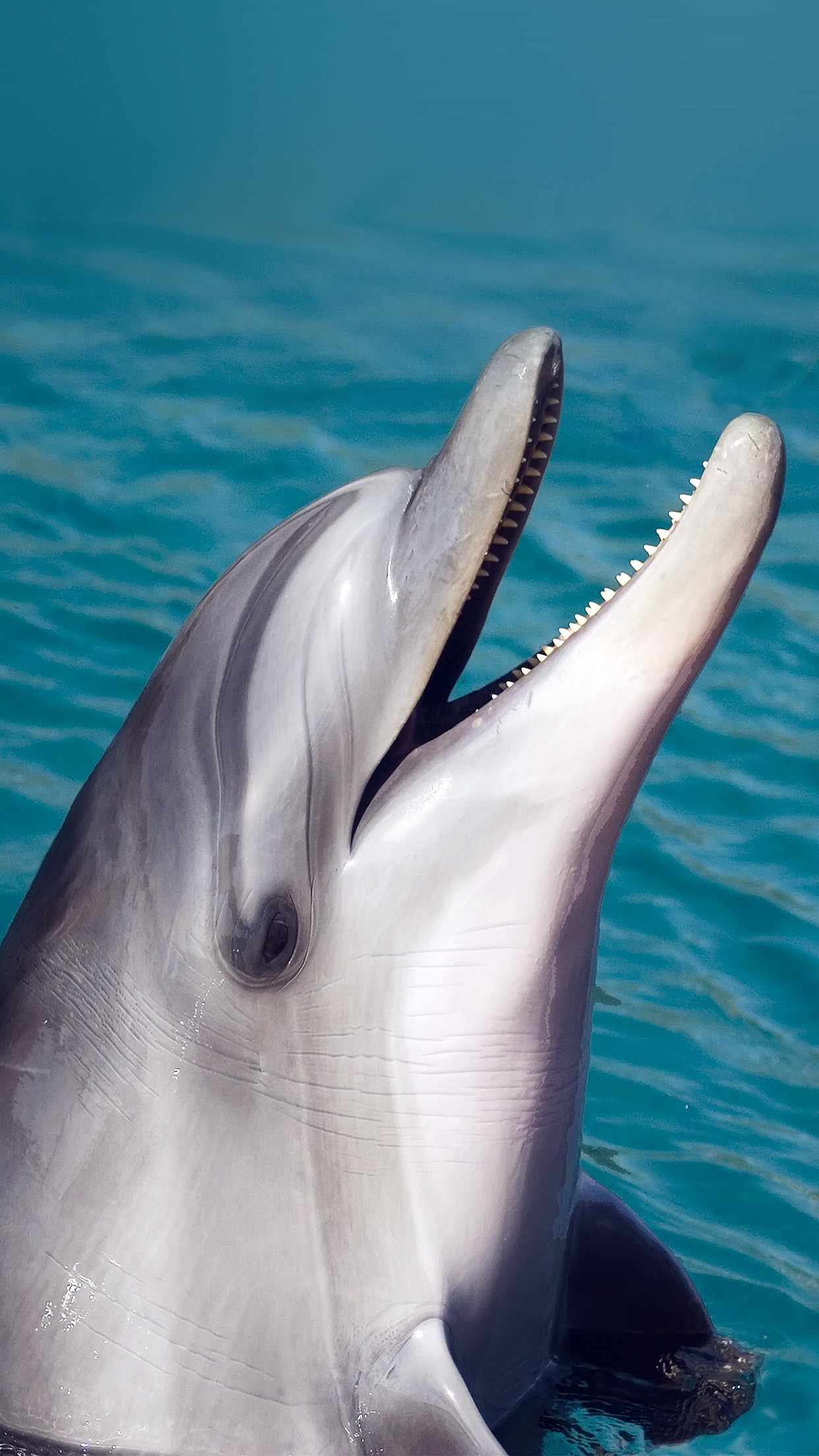 Cute Dolphin Wallpaper ·① WallpaperTag