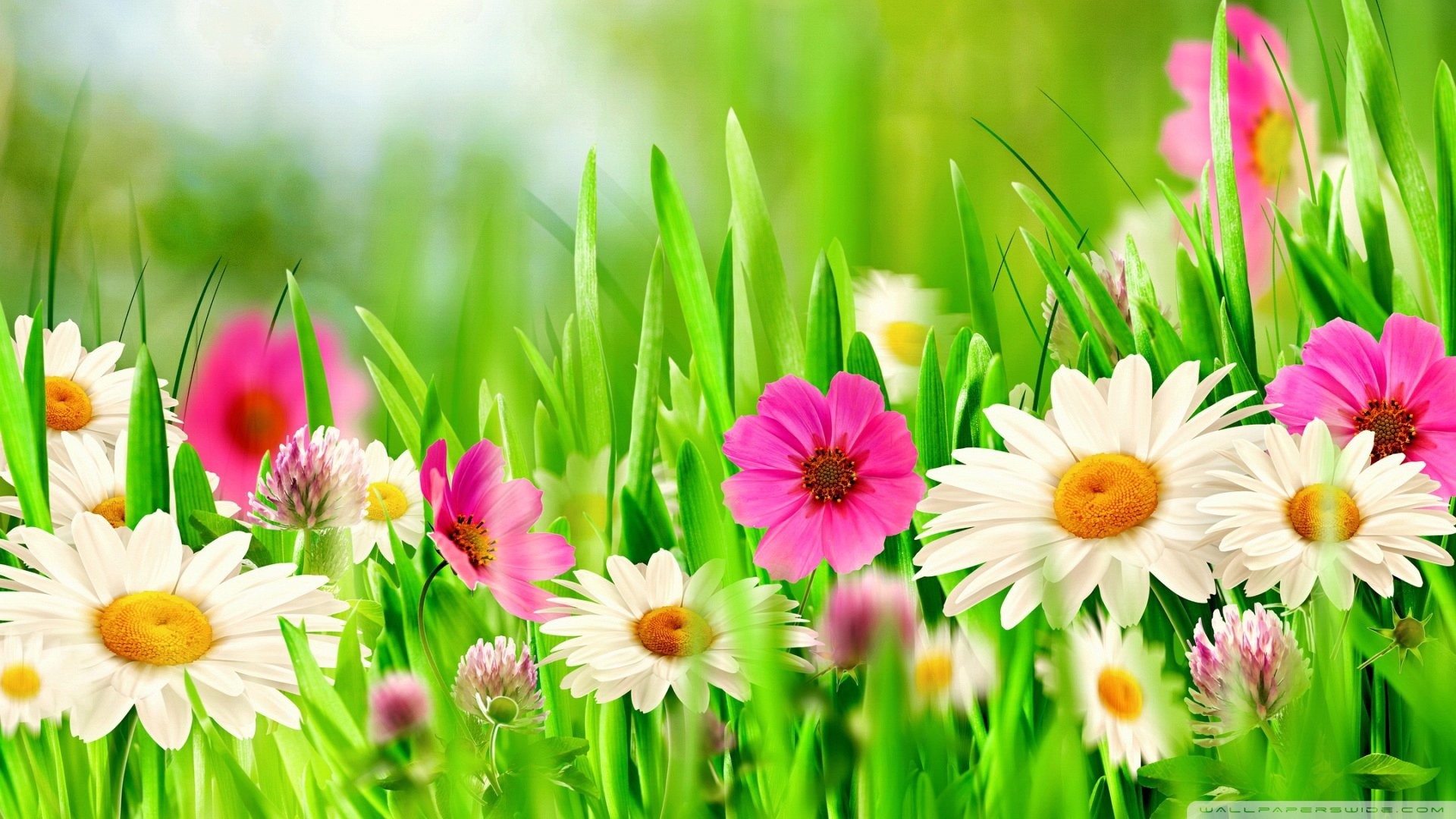 Full HD Flowers Wallpapers WallpaperTag