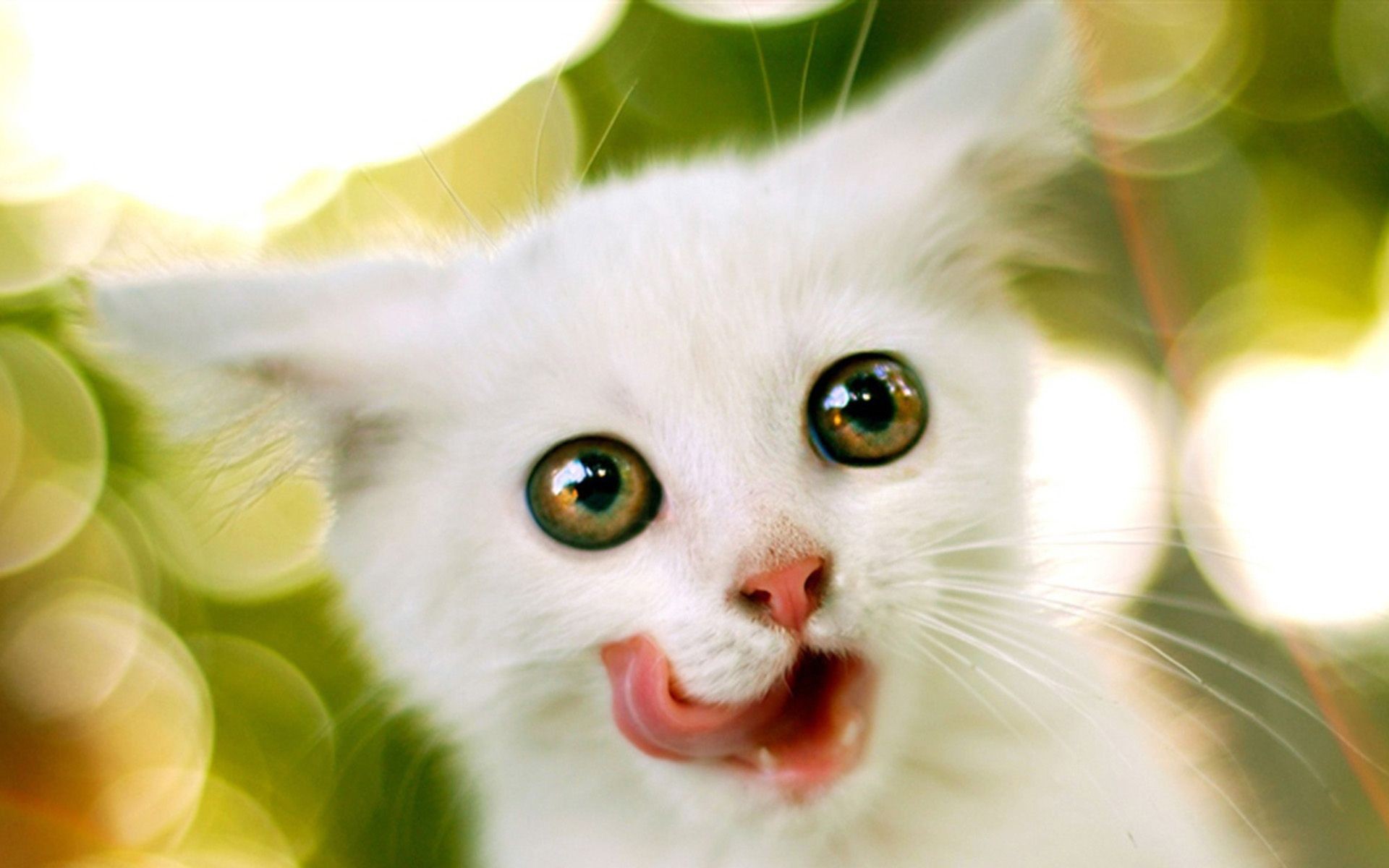 Kittens wallpaper    Download  free  stunning full HD  
