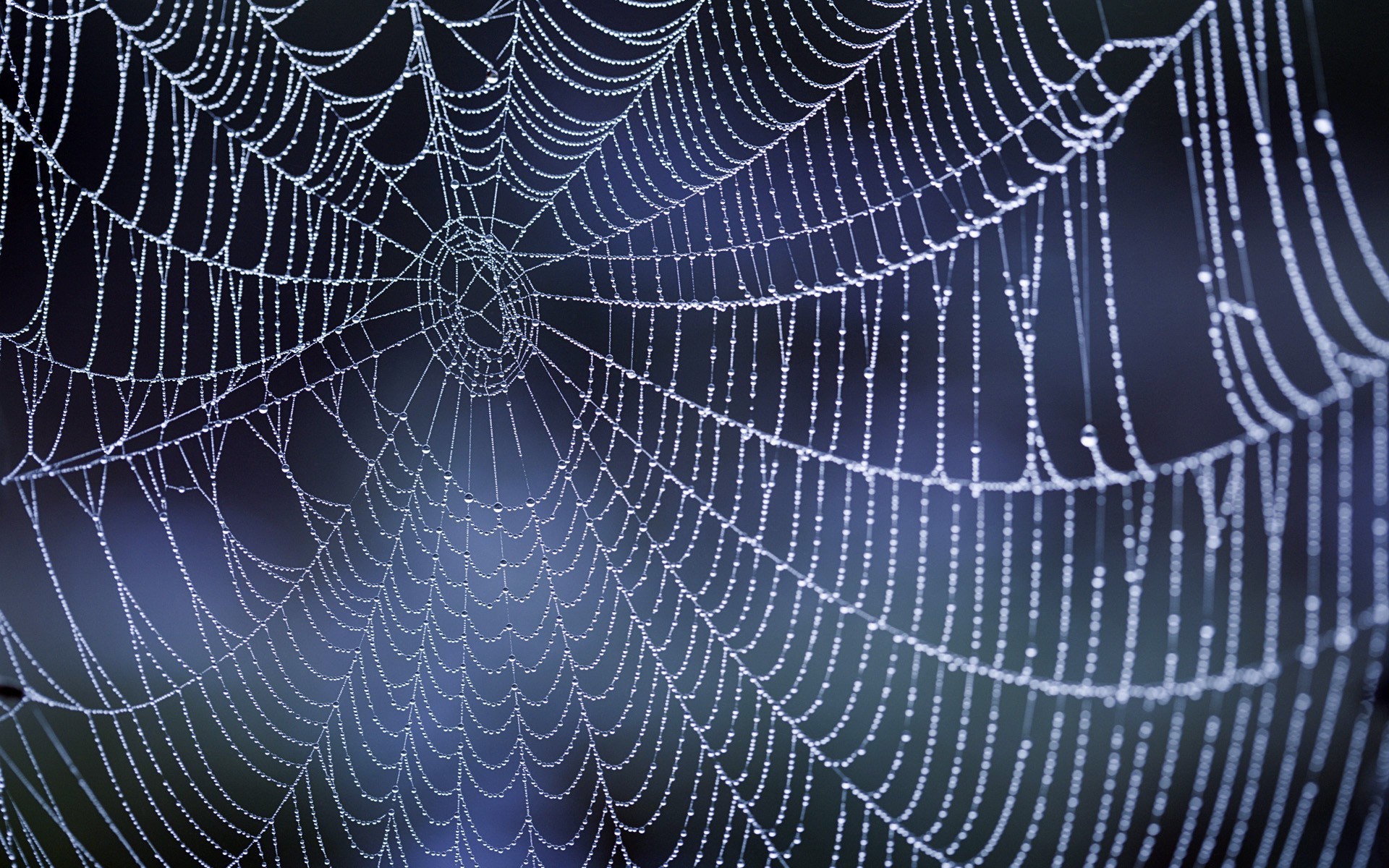 Spider Web Background ·① WallpaperTag