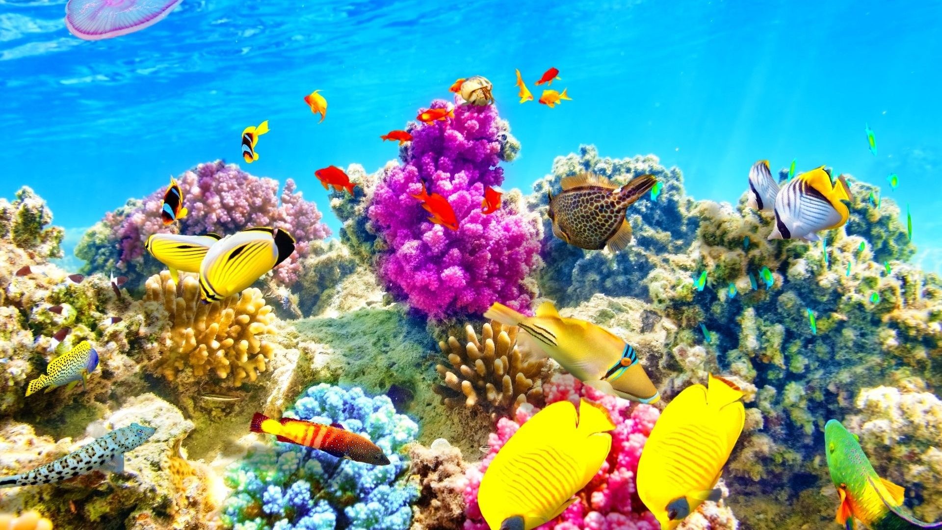 Tropical Fish Backgrounds ·① WallpaperTag