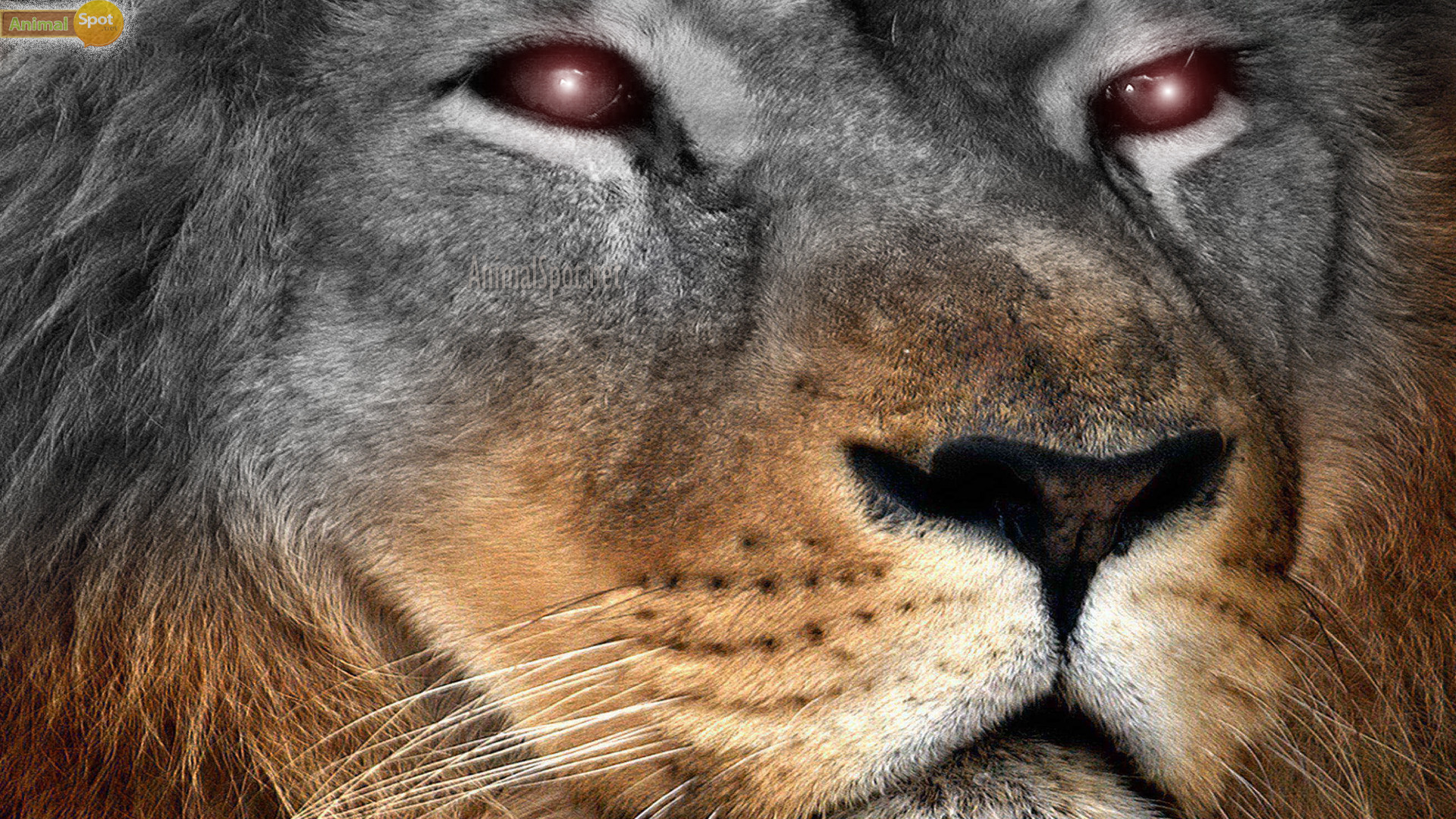 Angry Lion Eyes Wallpaper -① WallpaperTag