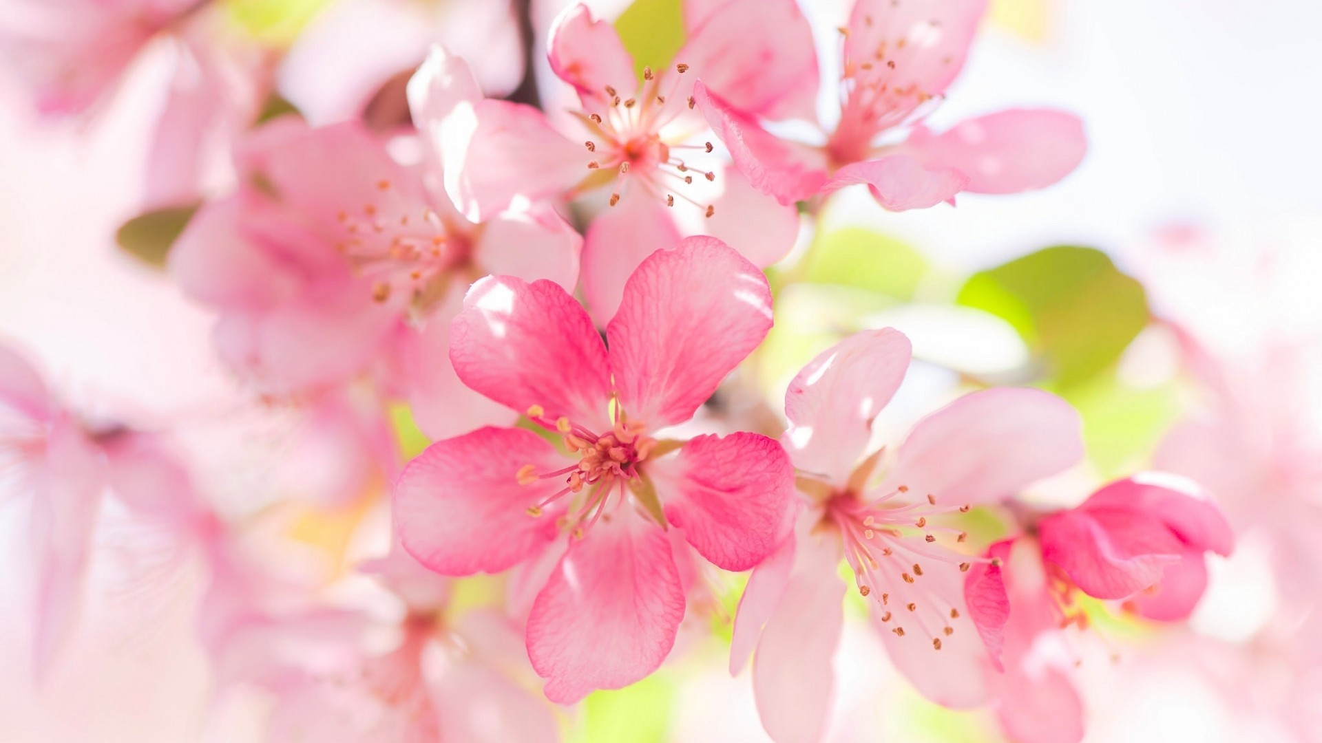 Free Wallpapers: Apple Blossom Wallpapers