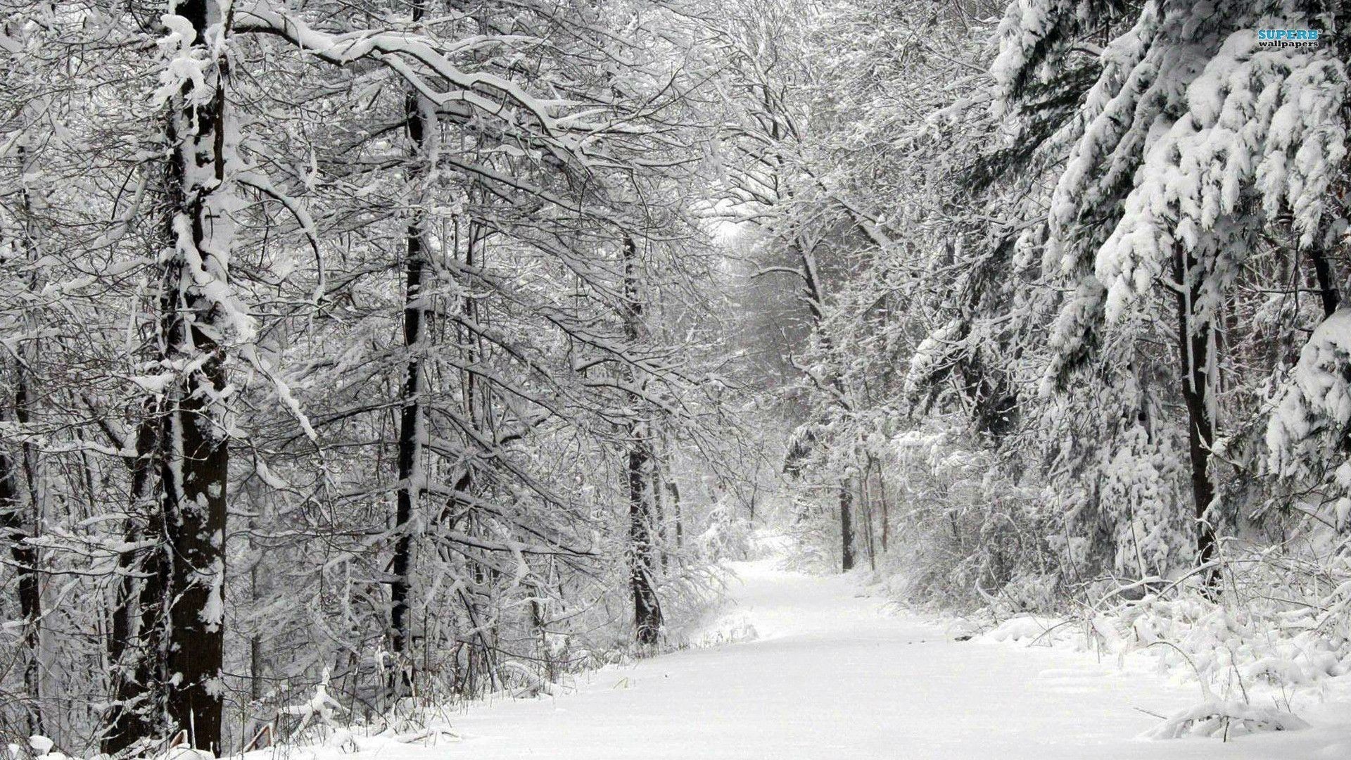 Snowy forest path, Winter, 1920x1080, desktop background