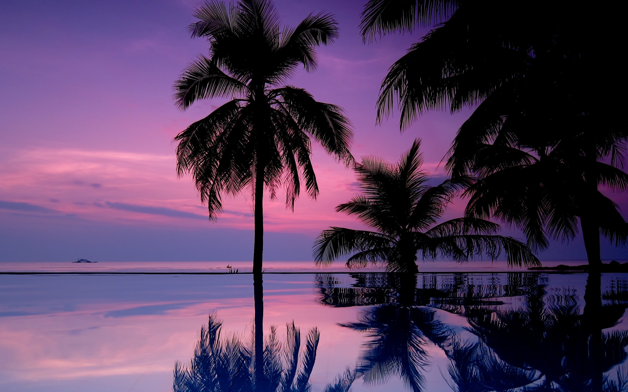 Palm Tree wallpaper ·① Download free HD wallpapers for desktop and