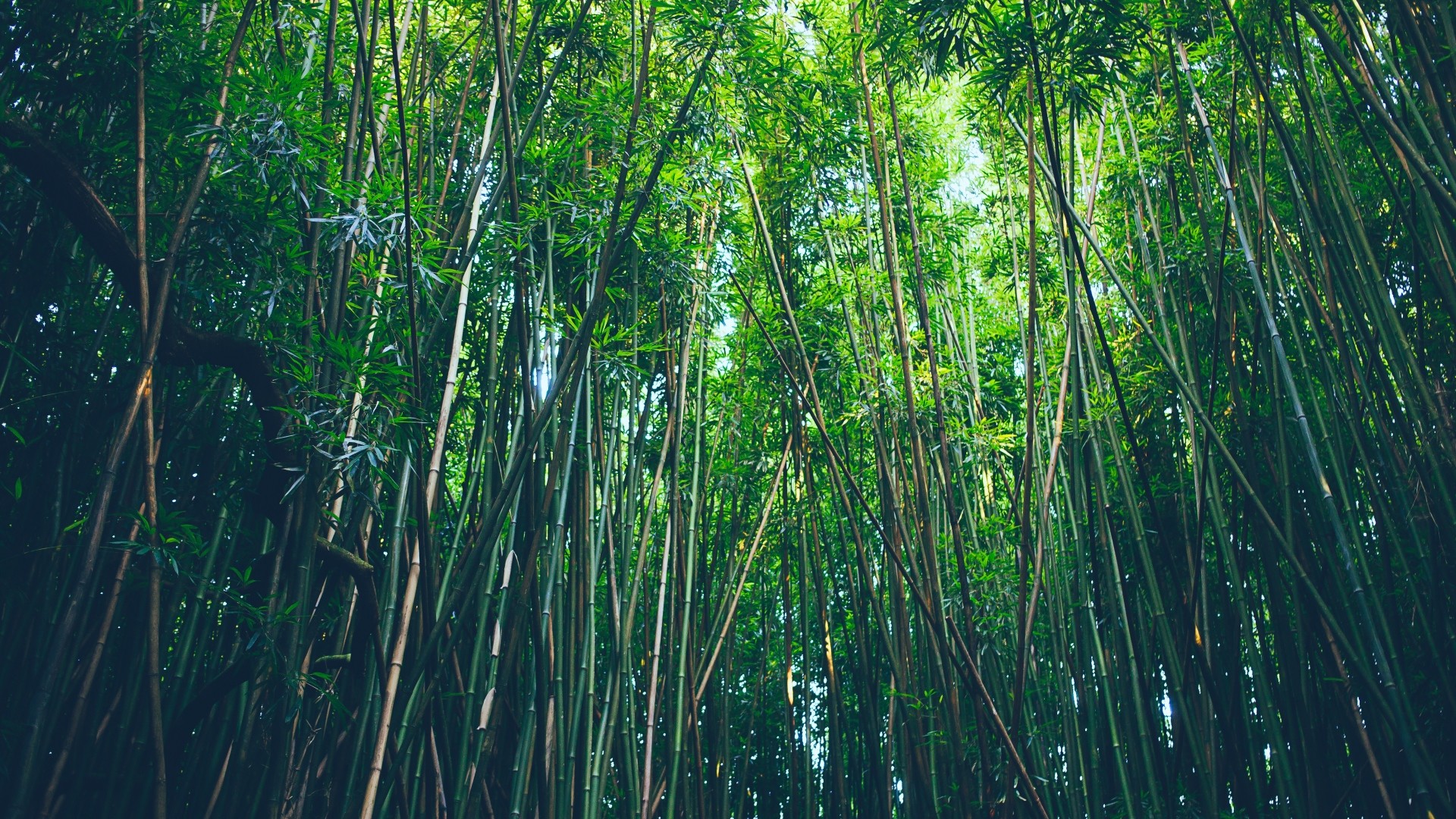 Bamboo Desktop Wallpaper ·① WallpaperTag