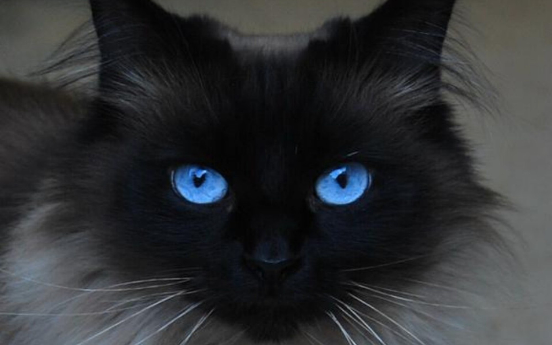 Siamese Cat Face With Strong Blue Eyes Cats Free Stock Photos Also Mesmeriz...