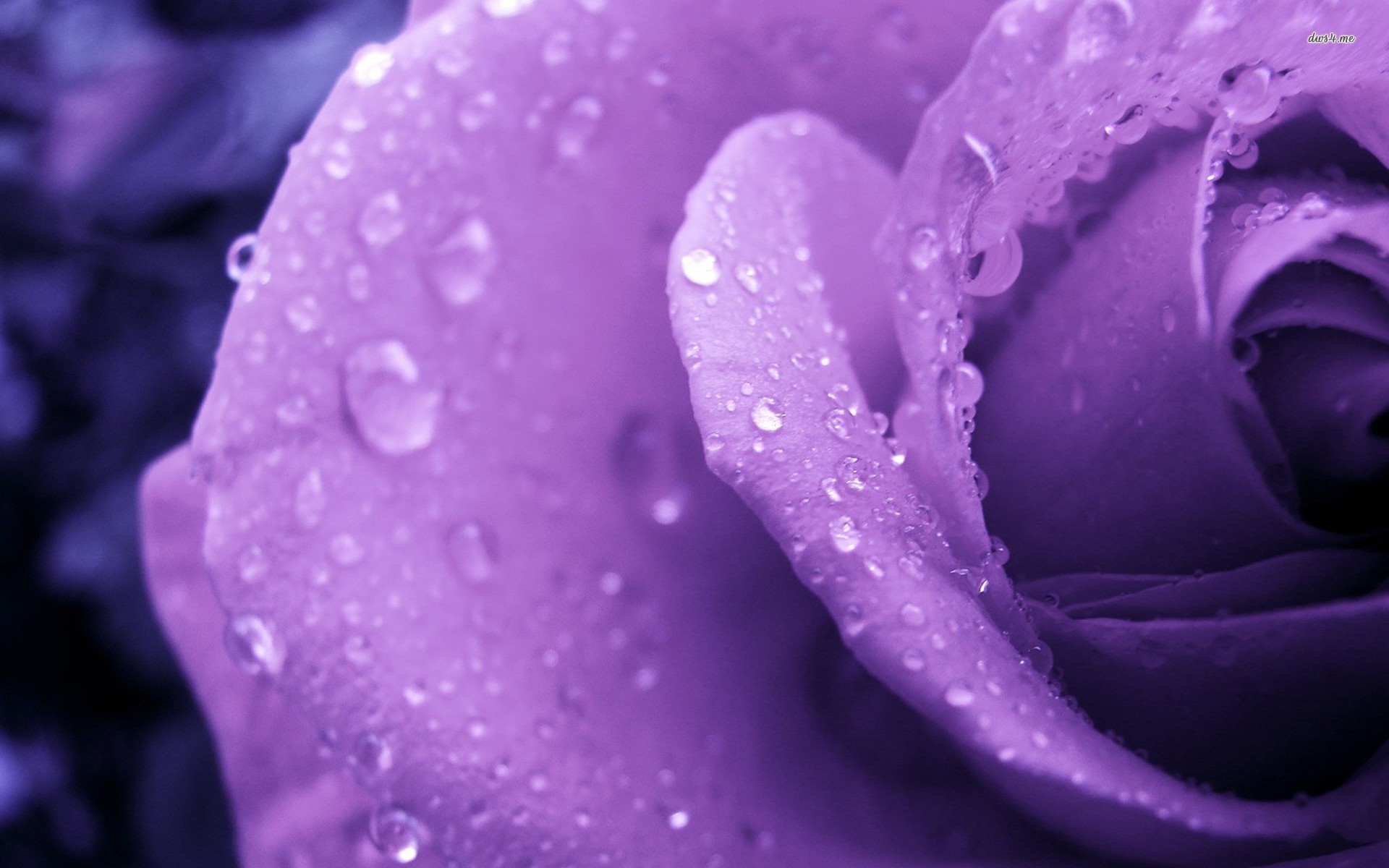 Purple Roses Desktop Background Wallpaper