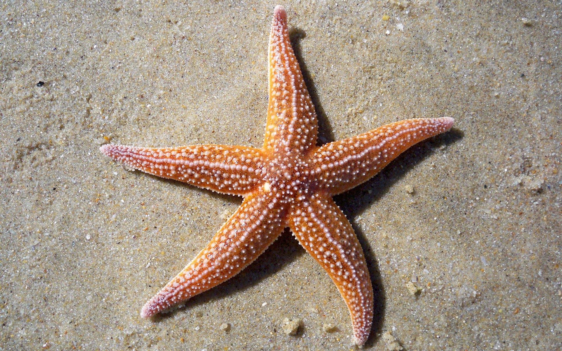 Морская звезда архипо. Морская звезда зернистый кориастер. Звезда нардоя морская. Морские звезвл. Морская звезда цветная.