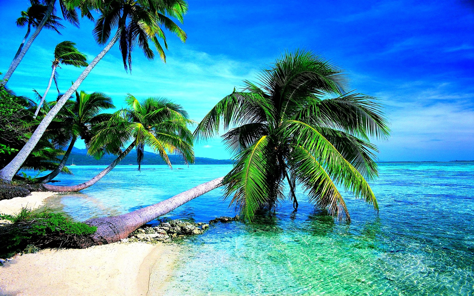 Tropical wallpaper ·① Download free full HD backgrounds for desktop